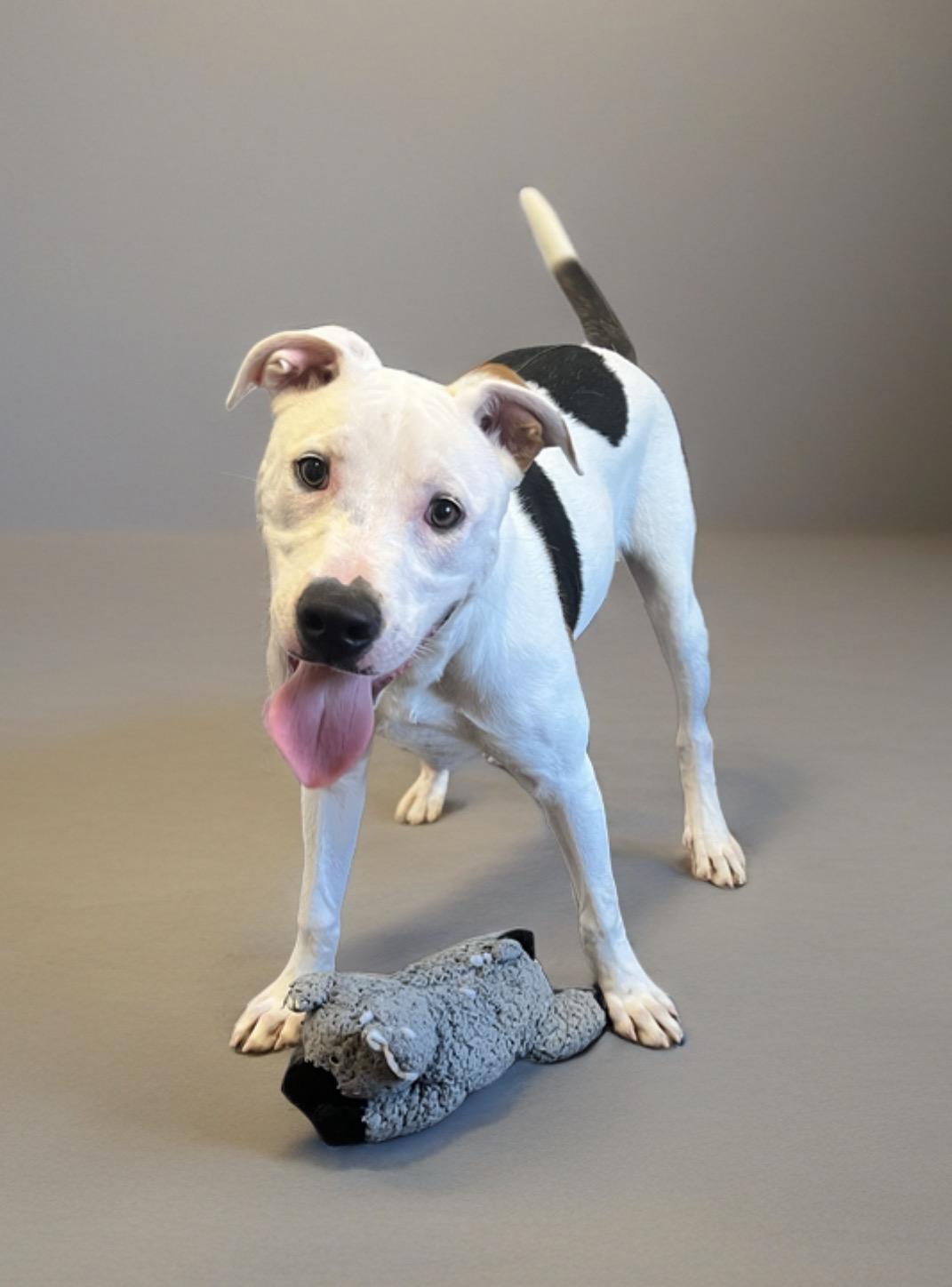 Jax, a Adoptable mixed breed in Horn Lake, MS image 3/6