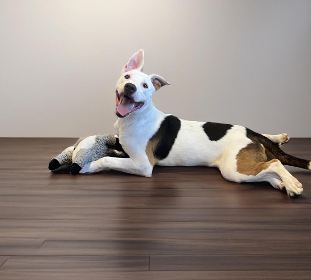 Jax, a Adoptable mixed breed in Horn Lake, MS image 4/6