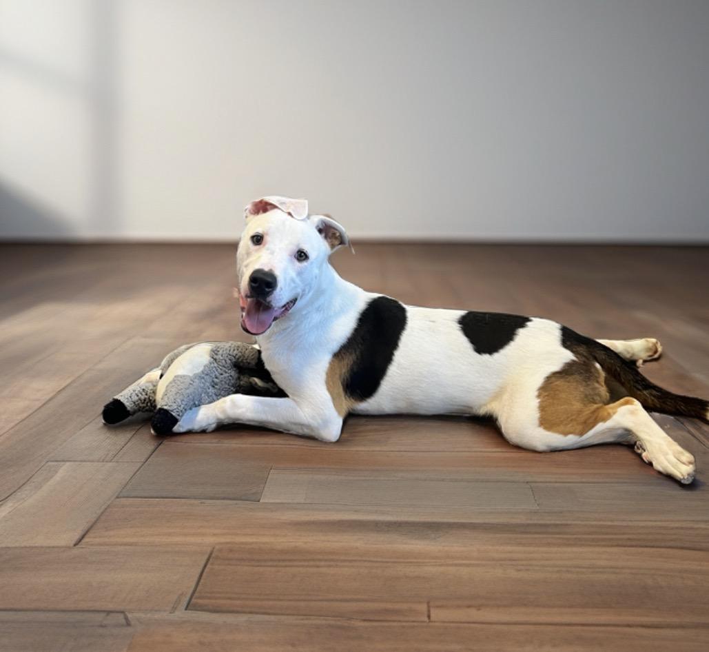 Jax, a Adoptable mixed breed in Horn Lake, MS image 2/6