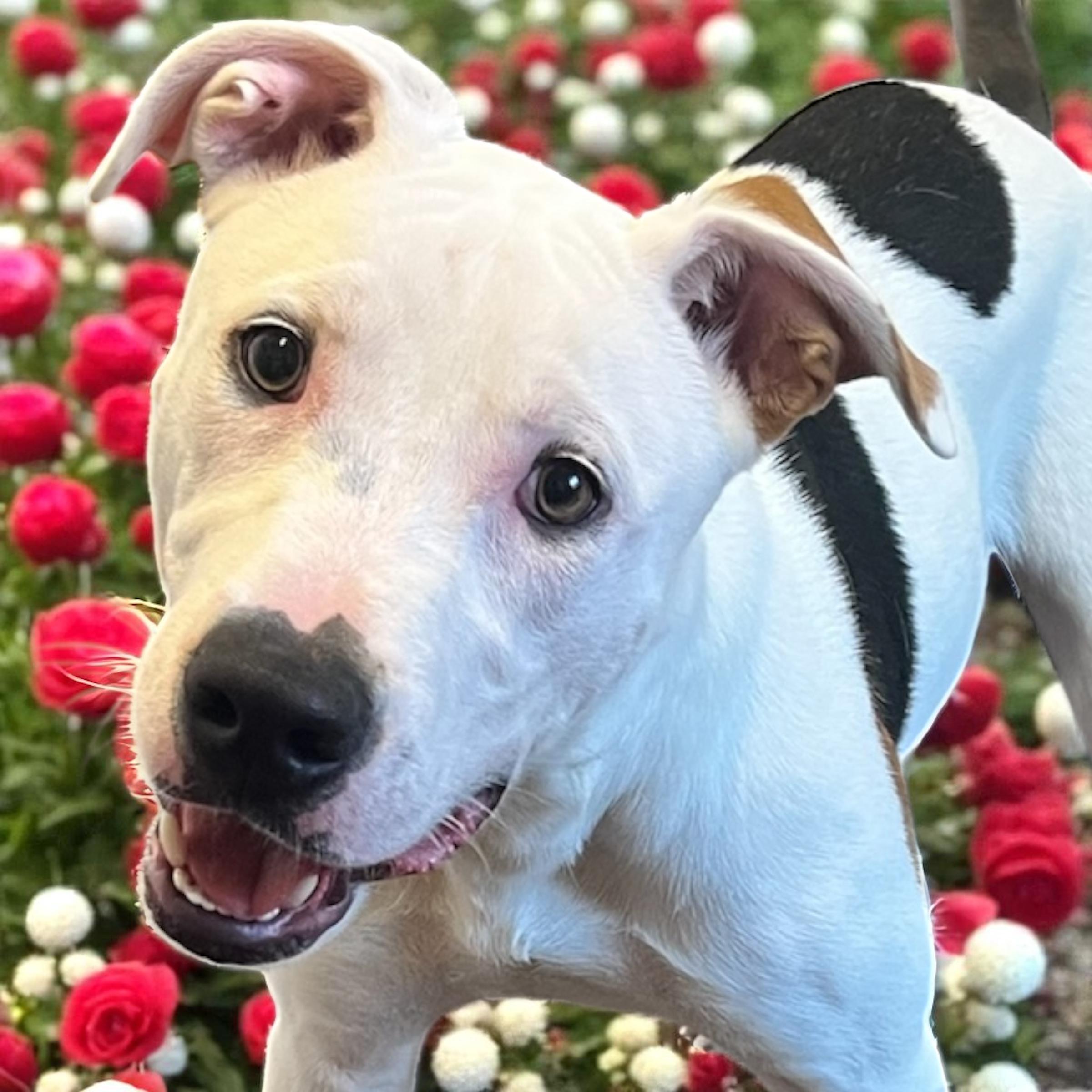 Jax, a Adoptable mixed breed in Horn Lake, MS image 1/6