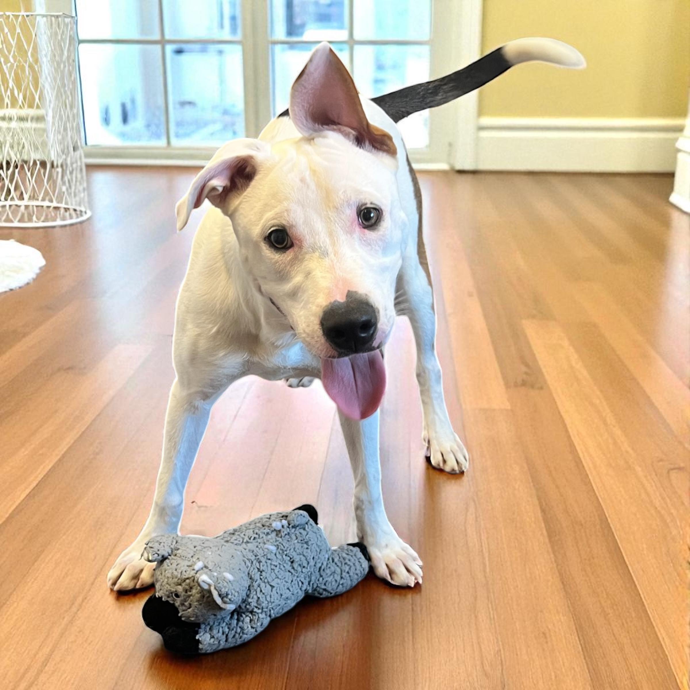 Jax, a Adoptable mixed breed in Horn Lake, MS image 5/6