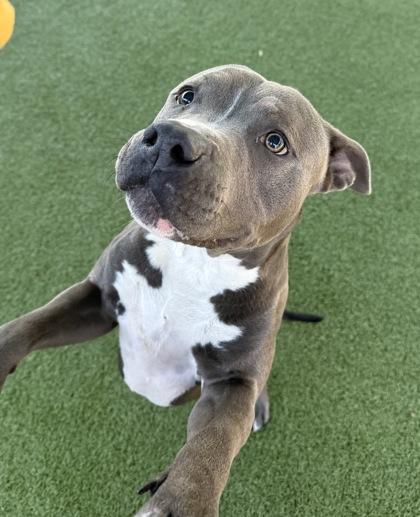 Pebbles, a Adoptable mixed breed in Grapevine, TX image 1/3