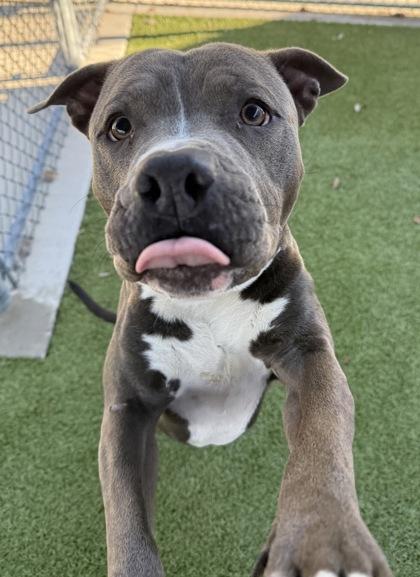 Pebbles, a Adoptable mixed breed in Grapevine, TX image 2/3