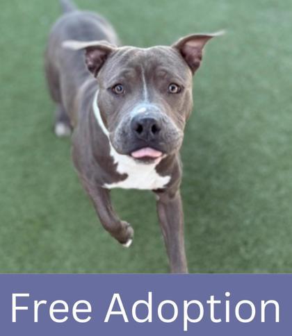 Pebbles, a Adoptable mixed breed in Grapevine, TX image 3/3