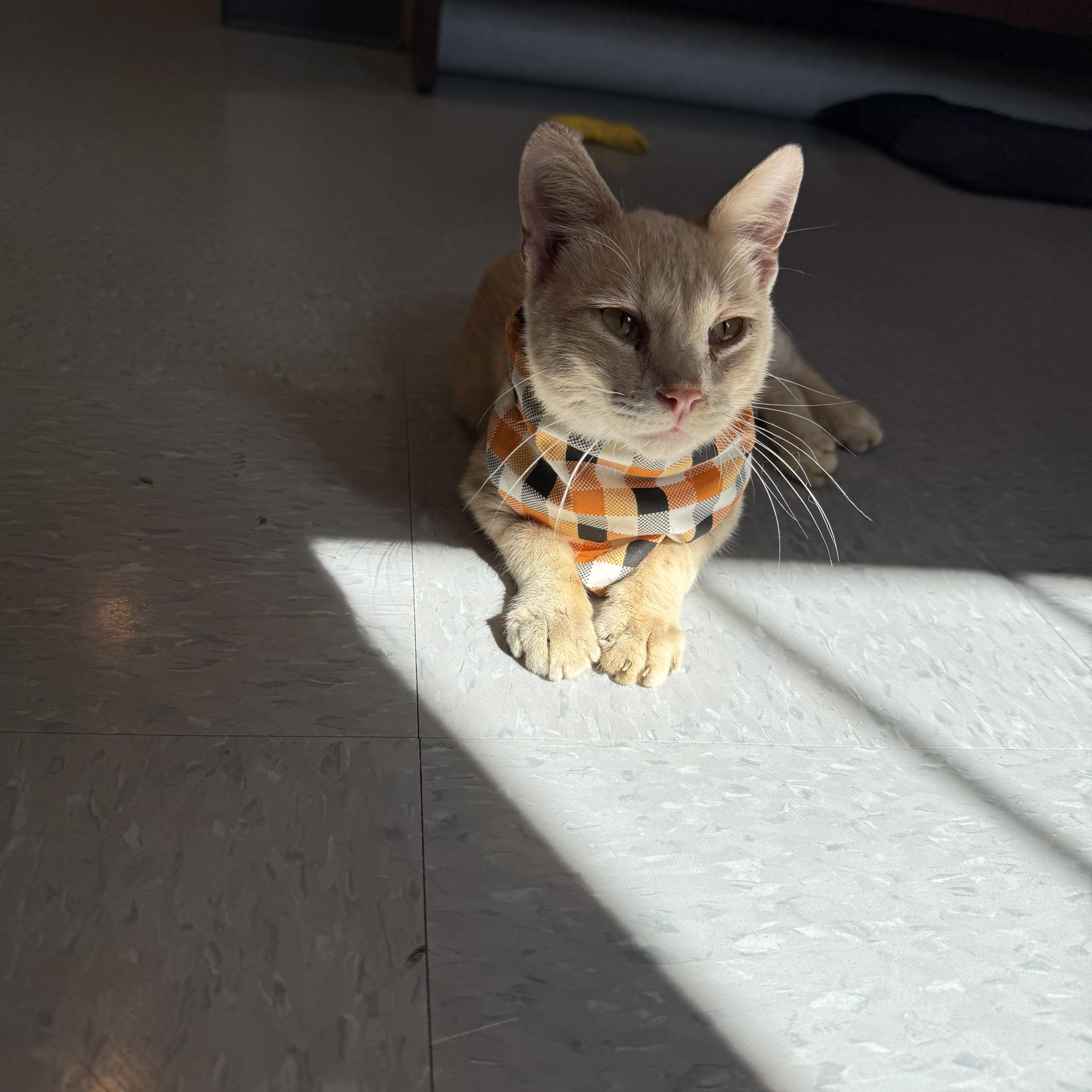 Enlarge Smudge, a Adopted Domestic Short Hair in Tipton, IA image 1/6