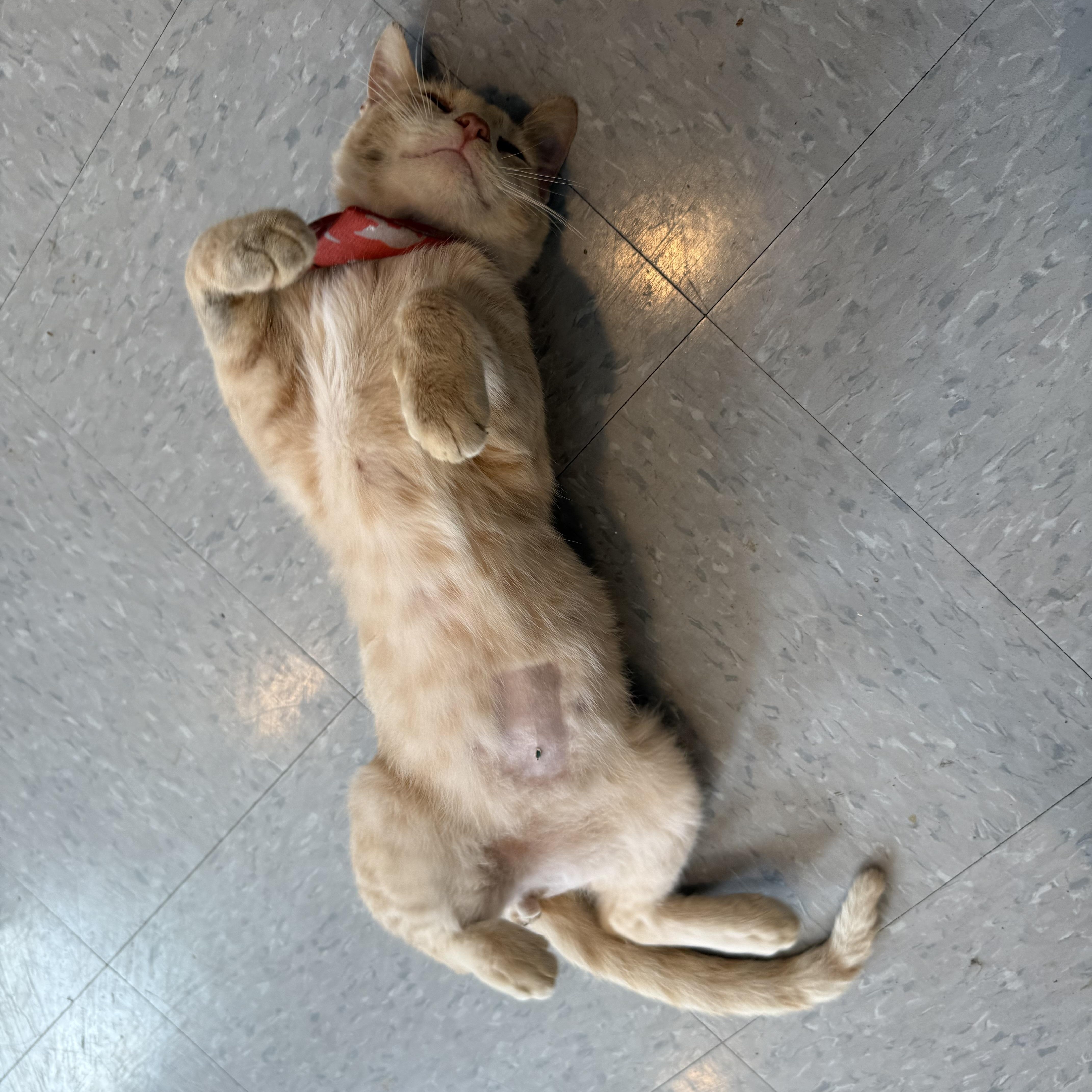 Enlarge Smudge, a Adopted Domestic Short Hair in Tipton, IA image 6/6