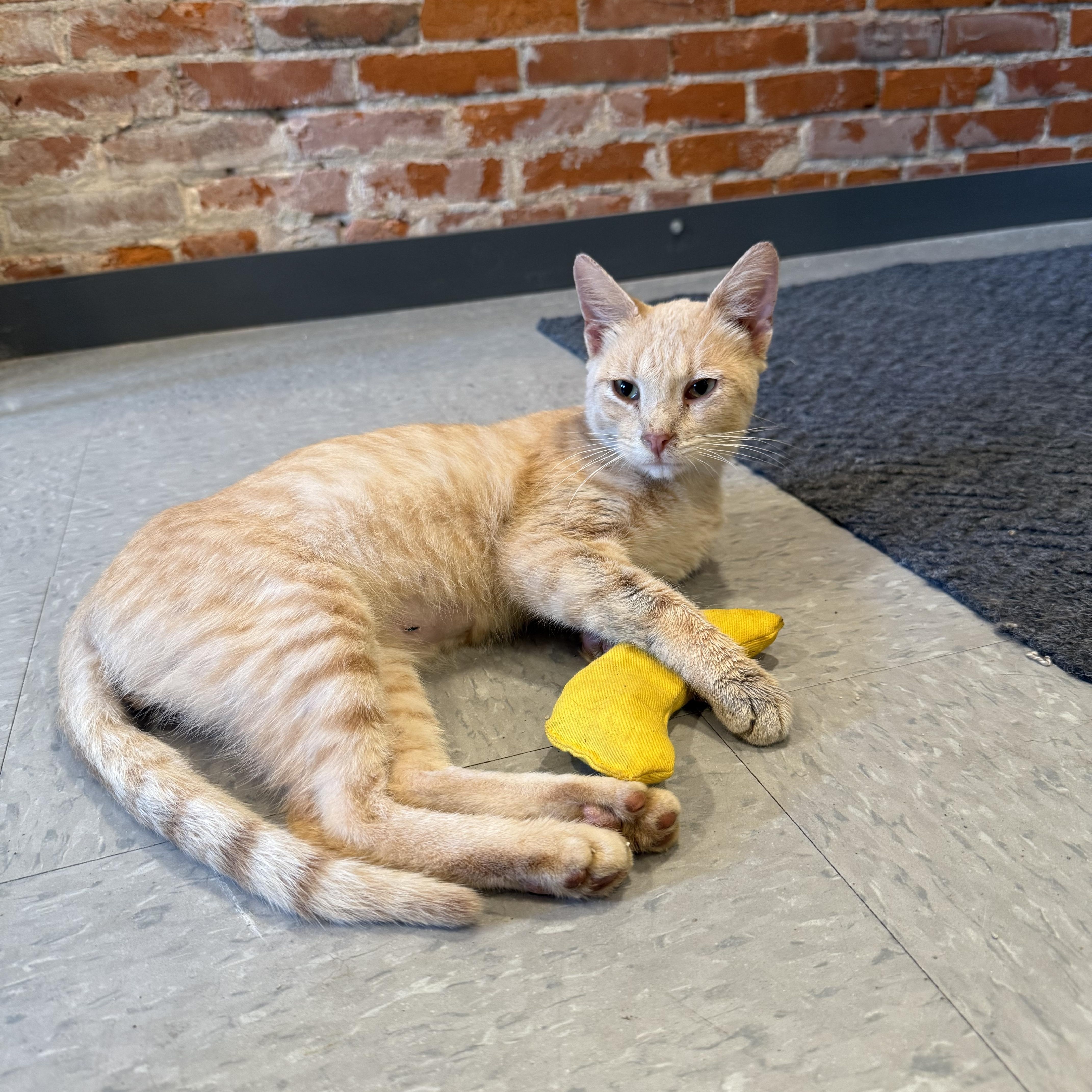 Enlarge Smudge, a Adopted Domestic Short Hair in Tipton, IA image 2/6