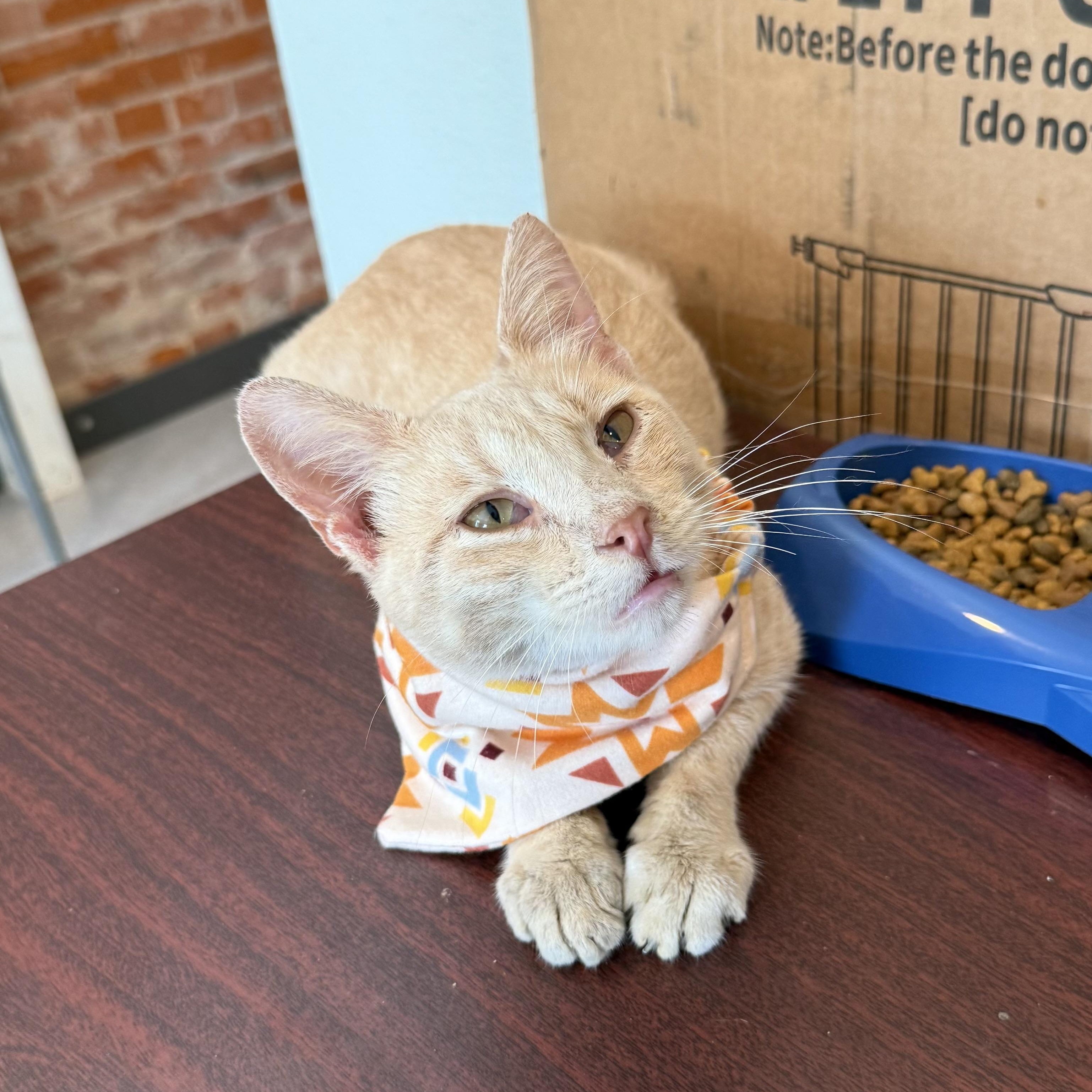 Enlarge Smudge, a Adopted Domestic Short Hair in Tipton, IA image 3/6