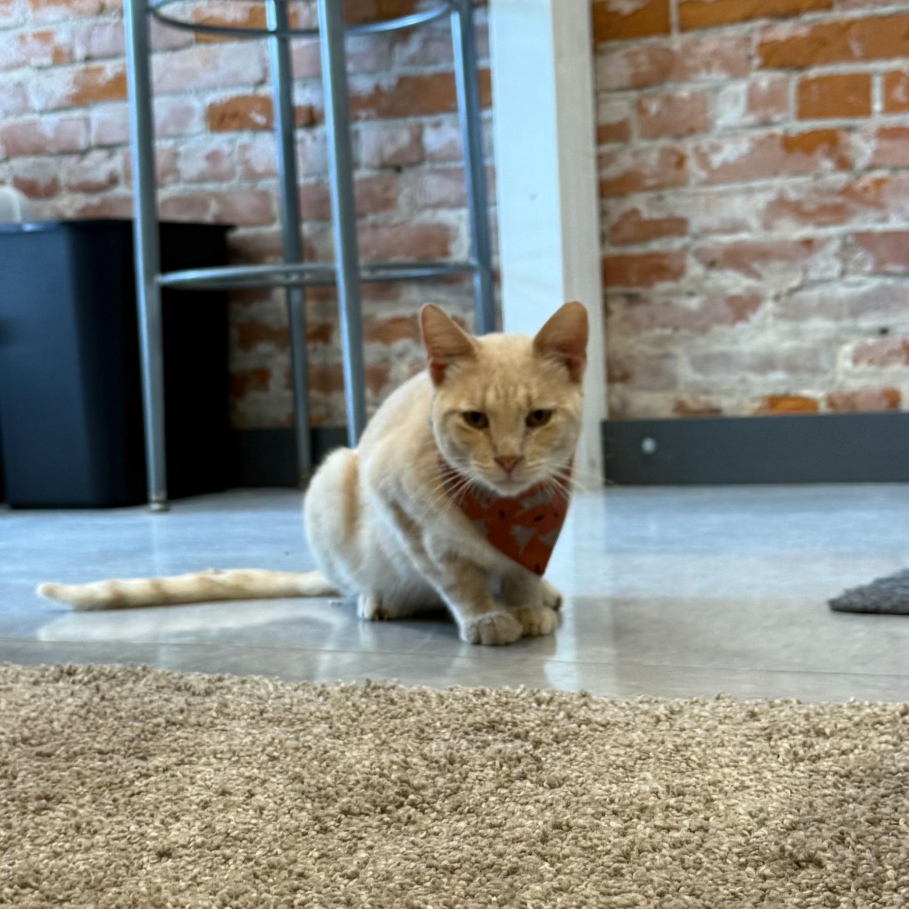 Enlarge Smudge, a Adopted Domestic Short Hair in Tipton, IA image 4/6