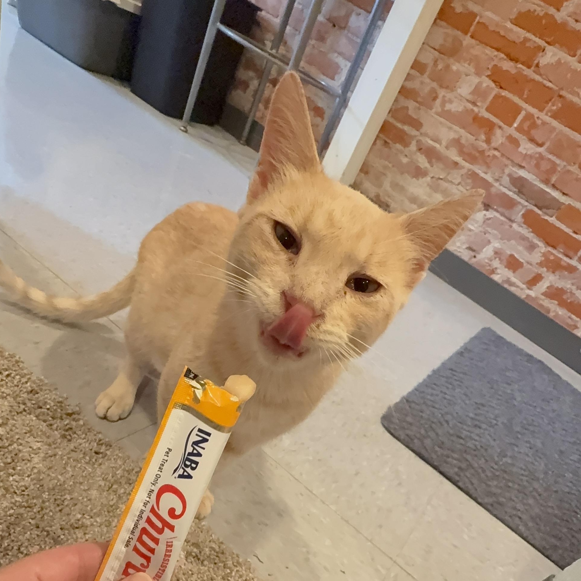 Enlarge Smudge, a Adopted Domestic Short Hair in Tipton, IA image 5/6