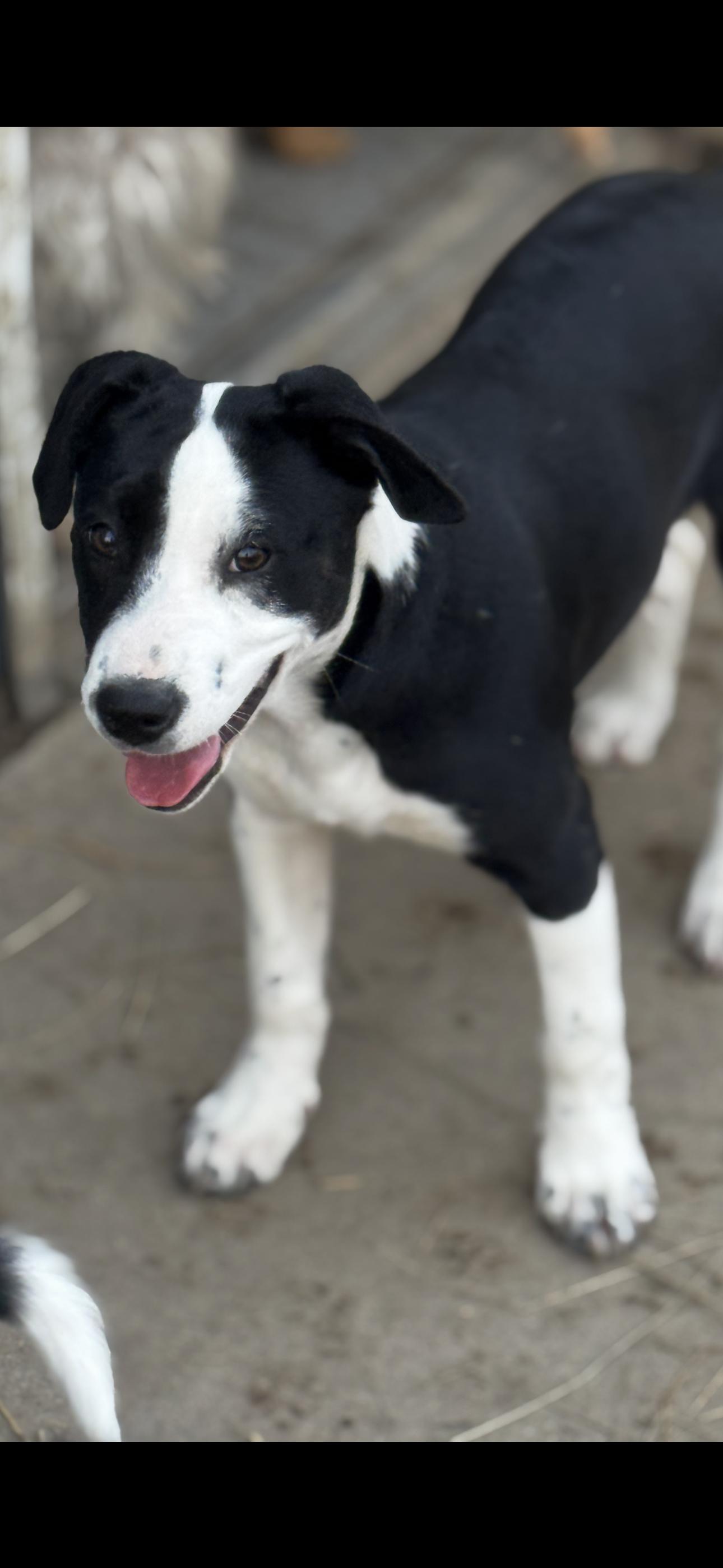 Enlarge Iris, a ADOPTABLE mixed breed in O Fallon , MO image 1/1