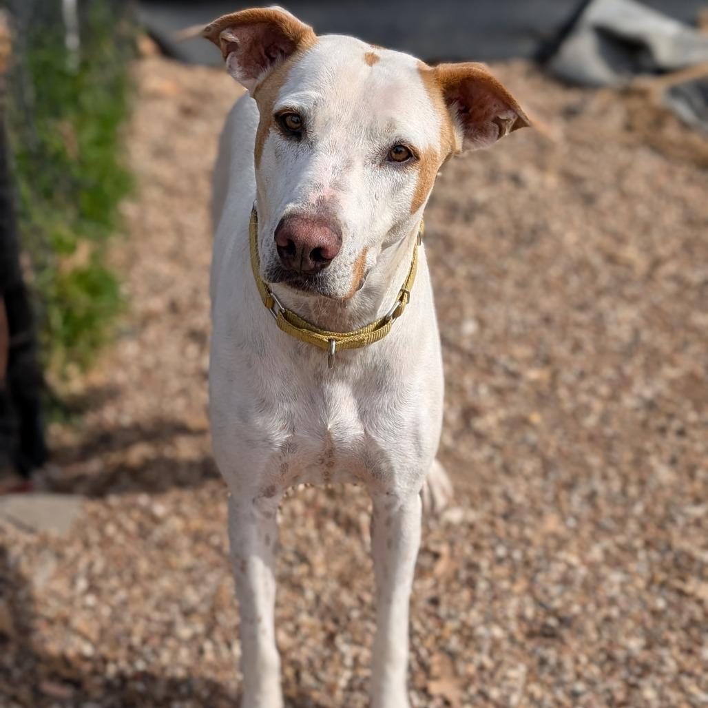 Enlarge Iris, a Adoptable mixed breed in Buchanan Dam, TX image 1/2