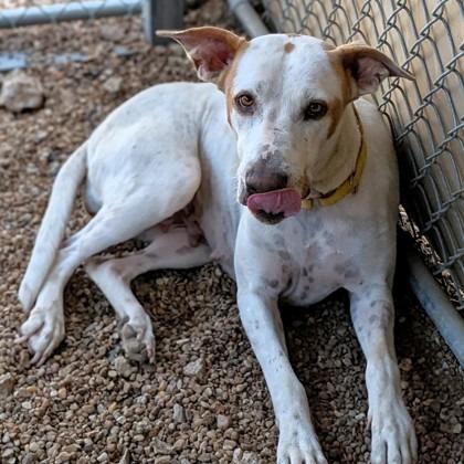 Enlarge Iris, a Adoptable mixed breed in Buchanan Dam, TX image 2/2