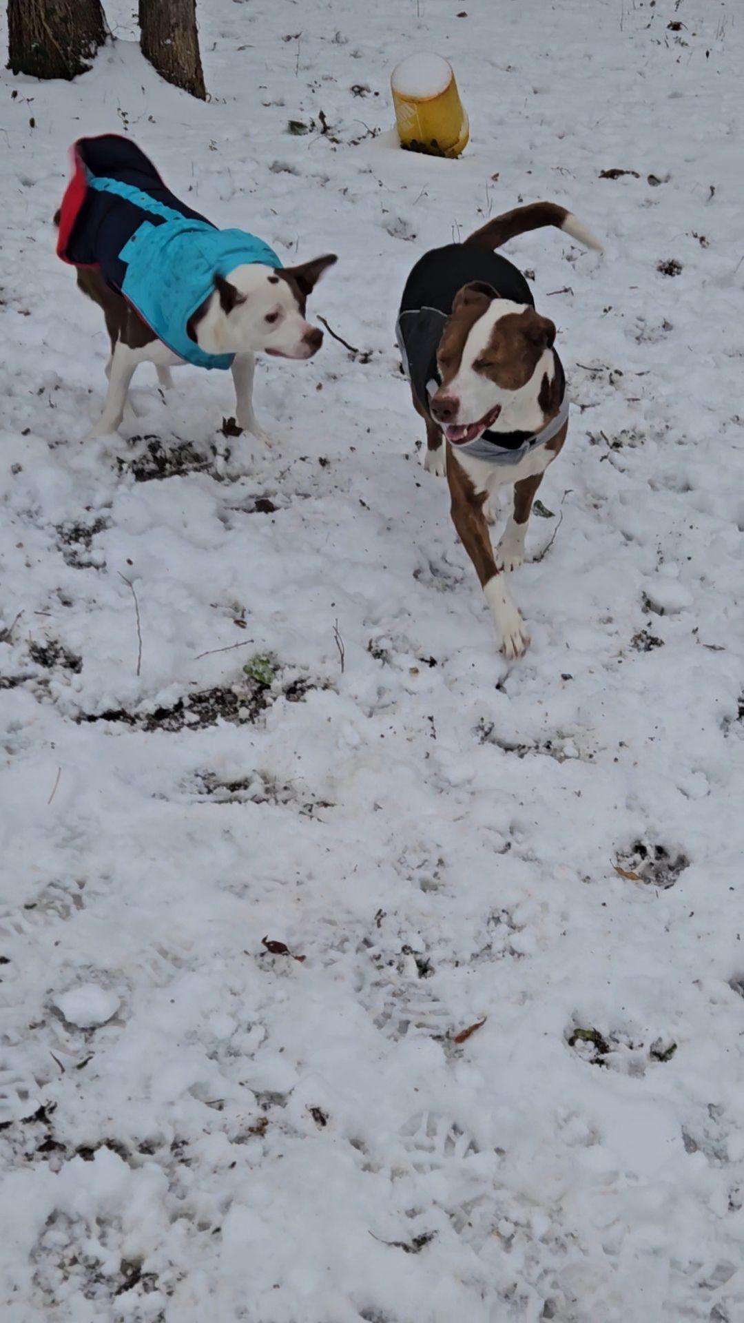 Luchee & Eli - Bonded Pair (father and son)