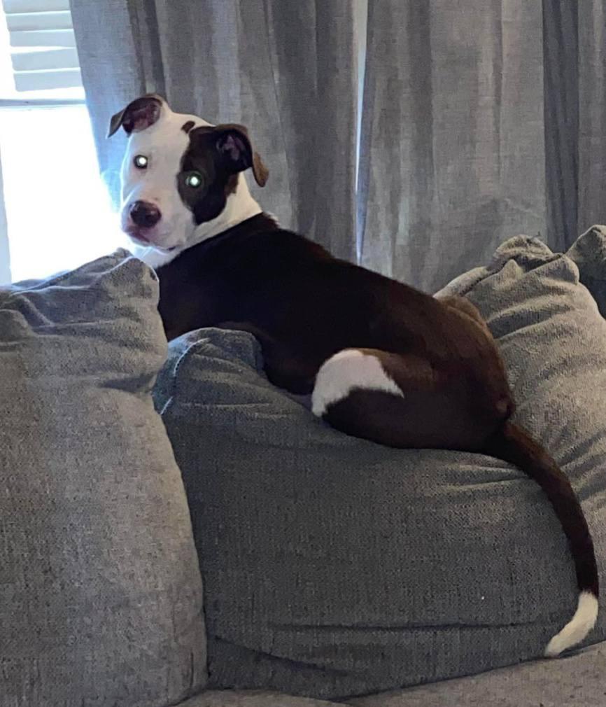 Enlarge Luchee & Eli - Bonded Pair (father and son), a Adoptable mixed breed in Milford, PA image 3/6