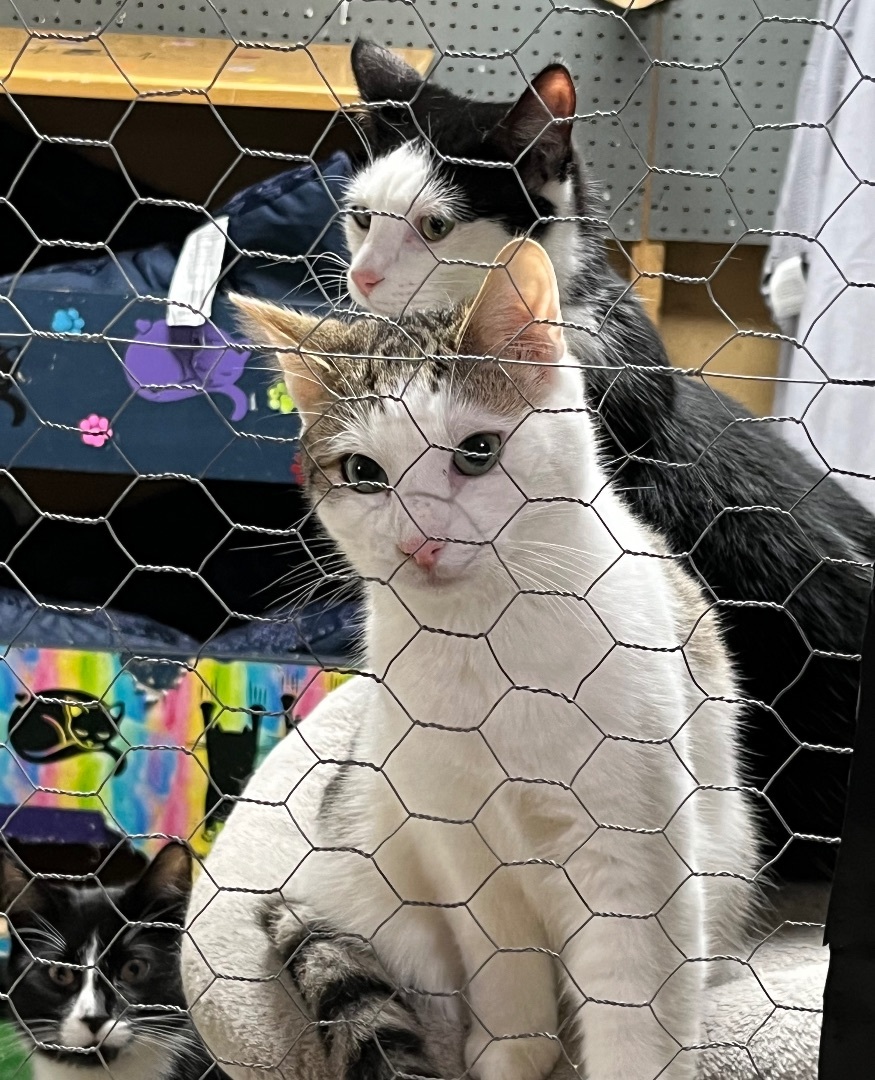 Gus