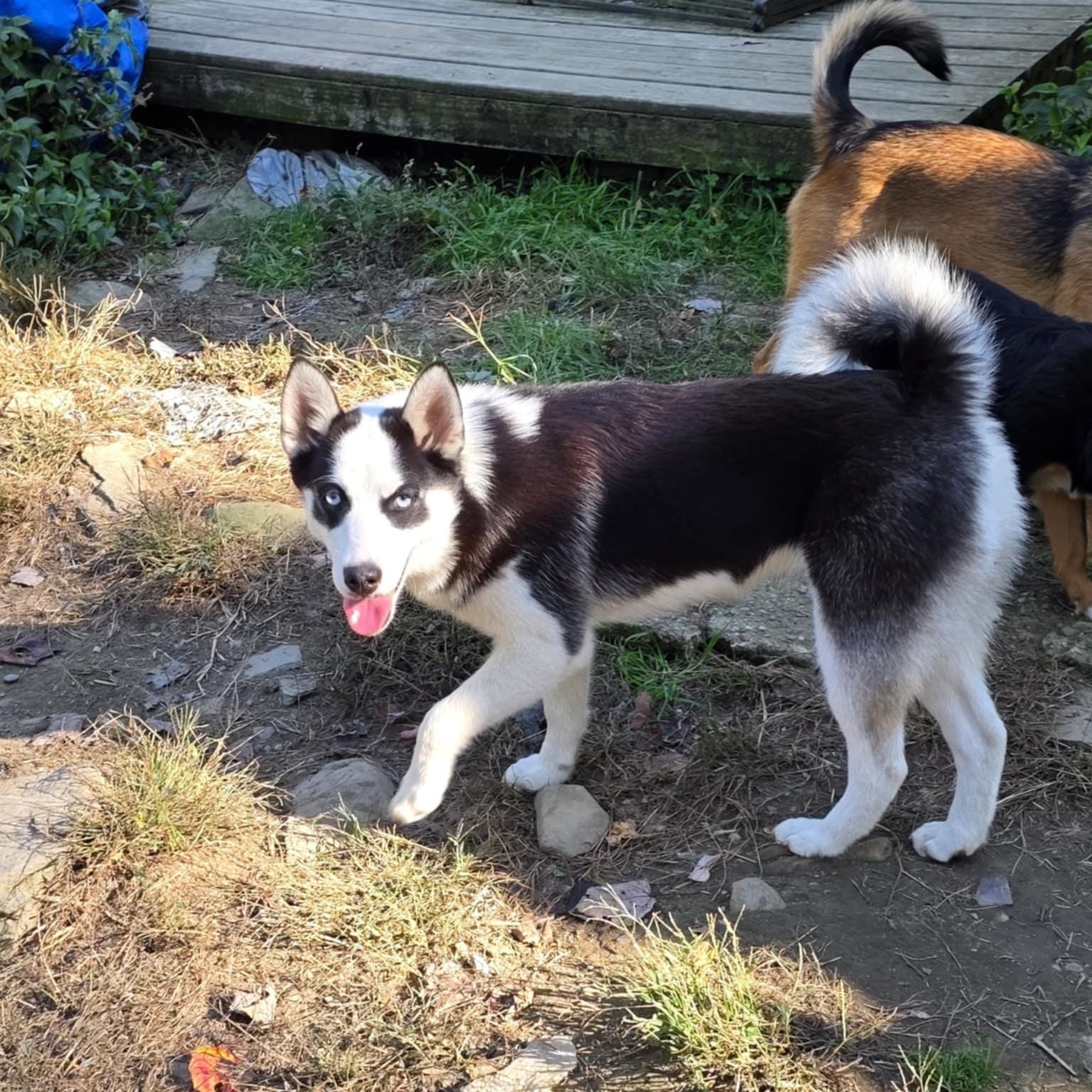 Panda, Adoptable, Puppy Female Pomsky & Pomeranian.