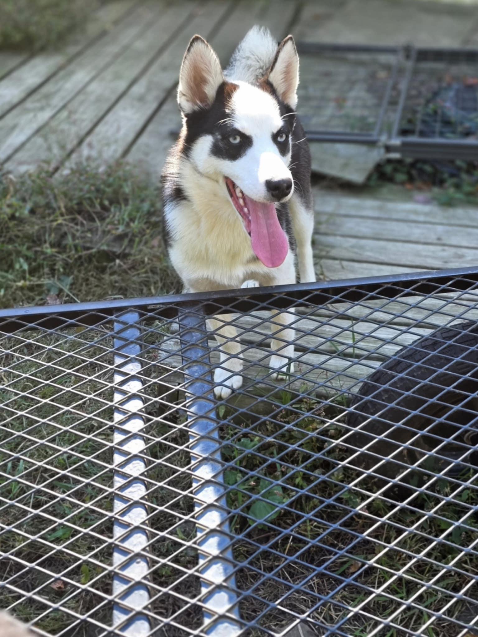 Enlarge Panda, a Adoptable mixed breed in Wurtsboro, NY image 2/3
