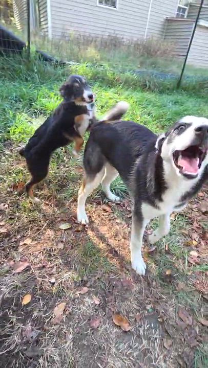 Enlarge Panda, a Adoptable mixed breed in Wurtsboro, NY video 3/3