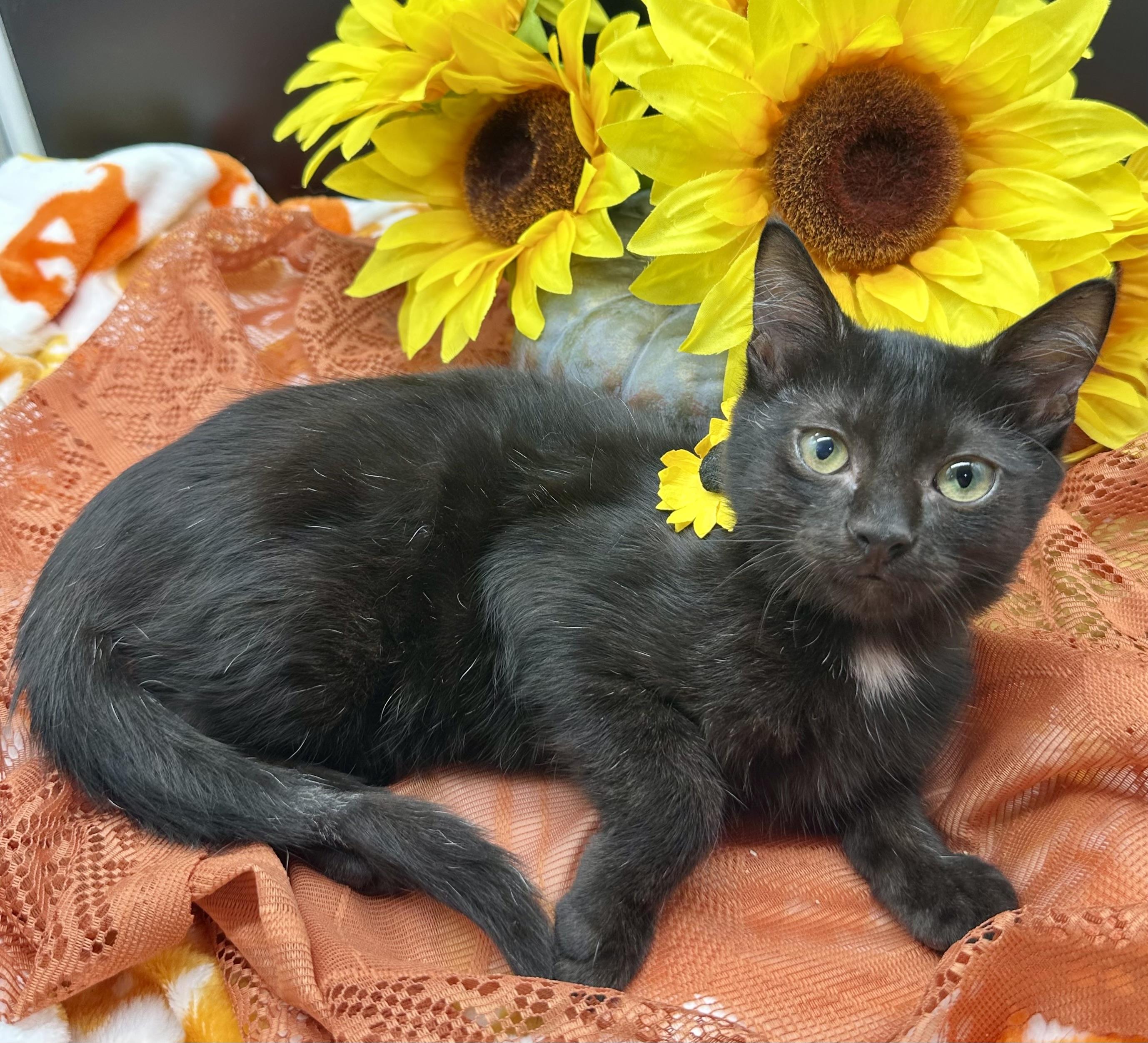 Enlarge Oso, a Adopted Domestic Short Hair in HUNTINGTON BEACH, CA image 3/4