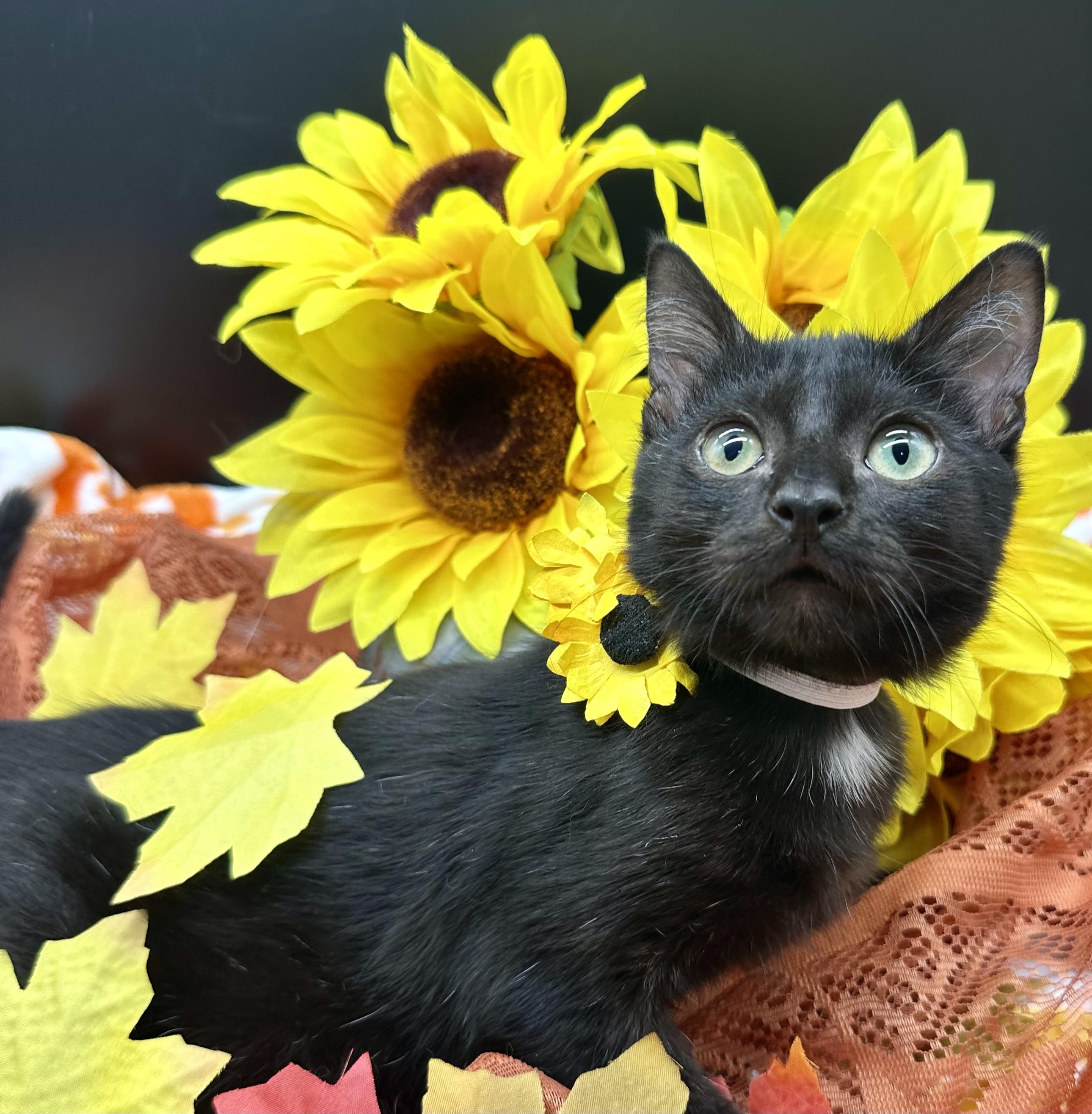 Enlarge Oso, a Adopted Domestic Short Hair in HUNTINGTON BEACH, CA image 2/4