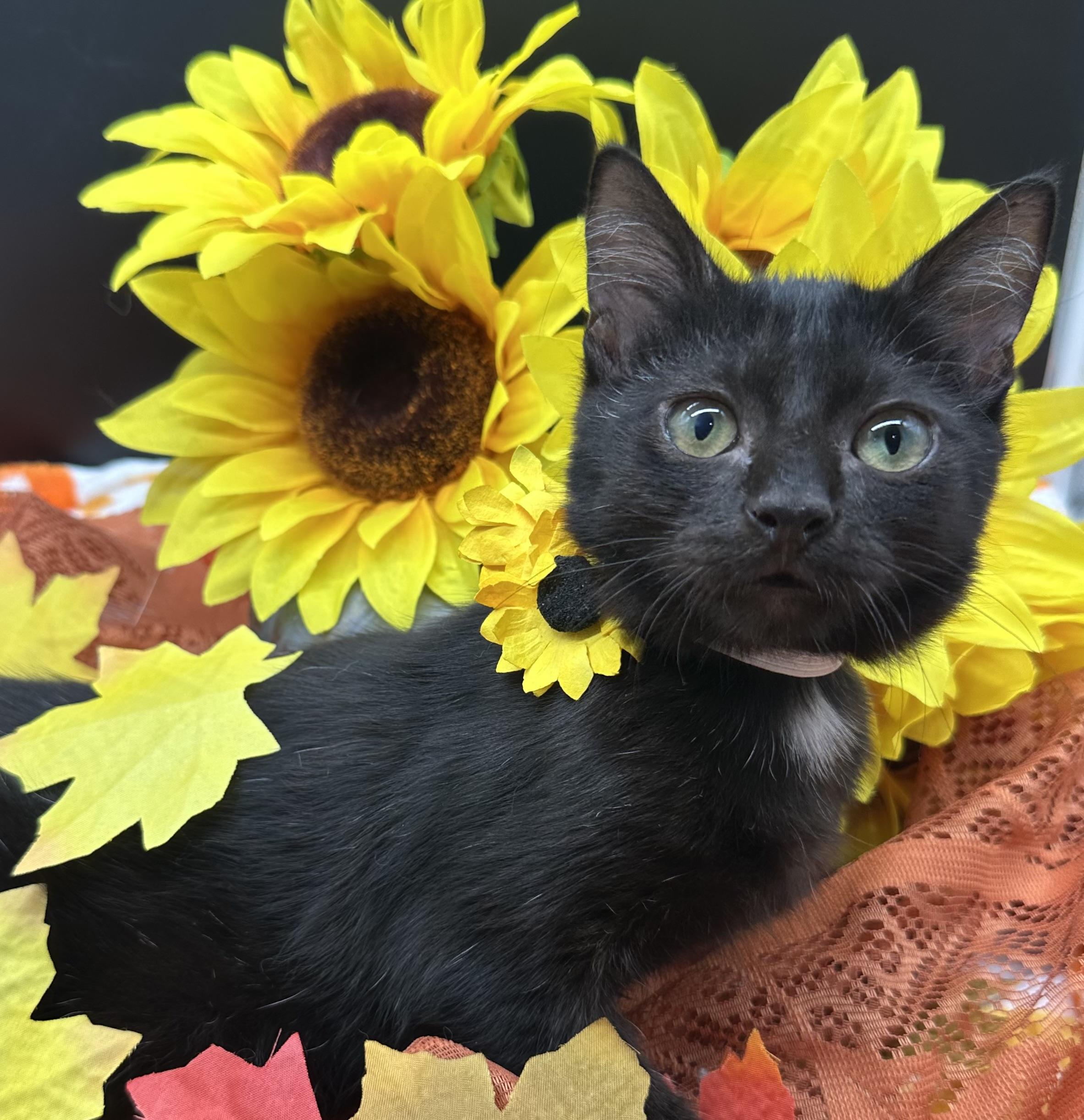 Oso, Adopted, Kitten Male Domestic Short Hair.