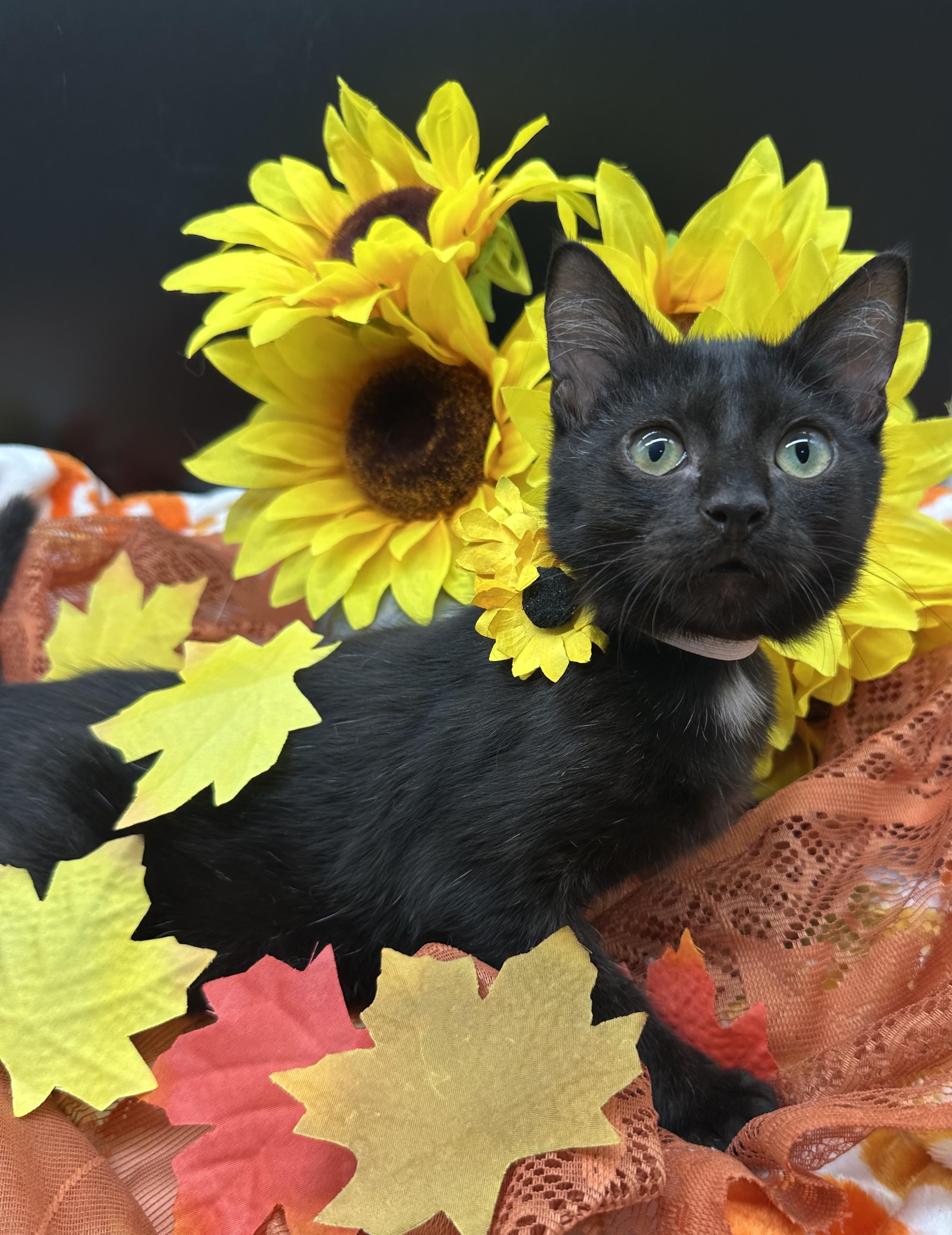 Enlarge Oso, a Adopted Domestic Short Hair in HUNTINGTON BEACH, CA image 4/4