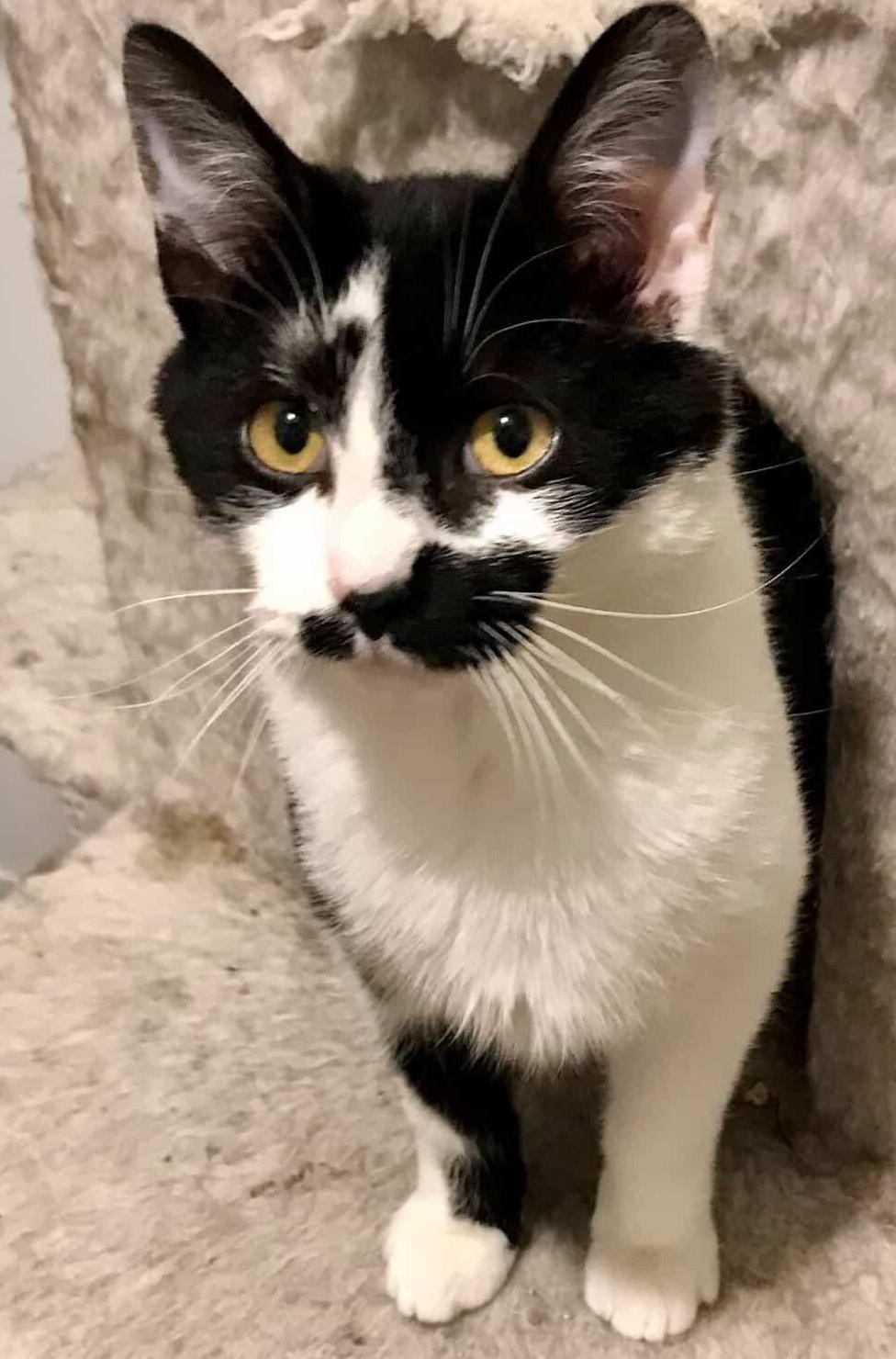 Enlarge Skunk, a ADOPTABLE American Shorthair in Bennington, VT image 2/2