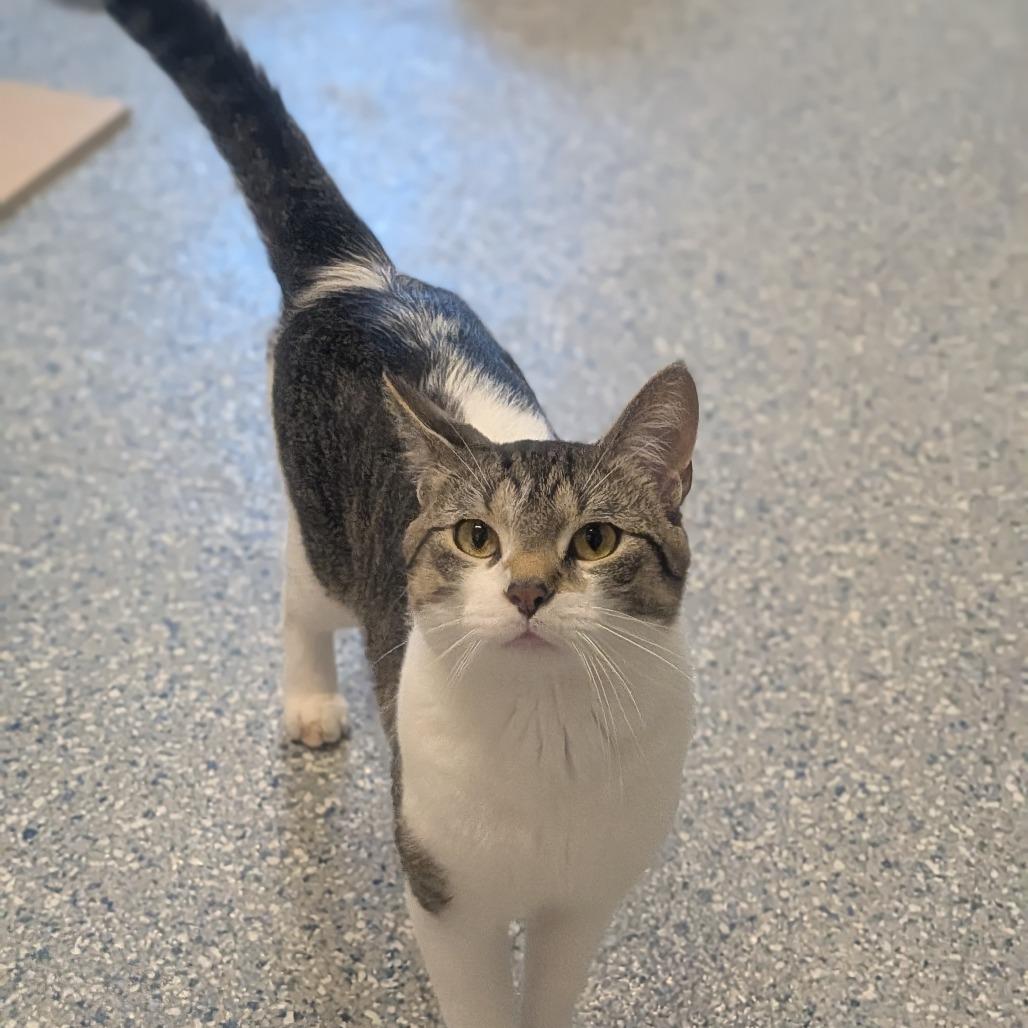 Tink, Adoptable, Adult Male Domestic Short Hair.