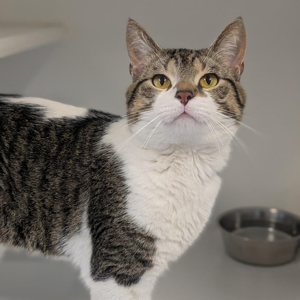 Tink, Adoptable, Adult Male Domestic Short Hair.