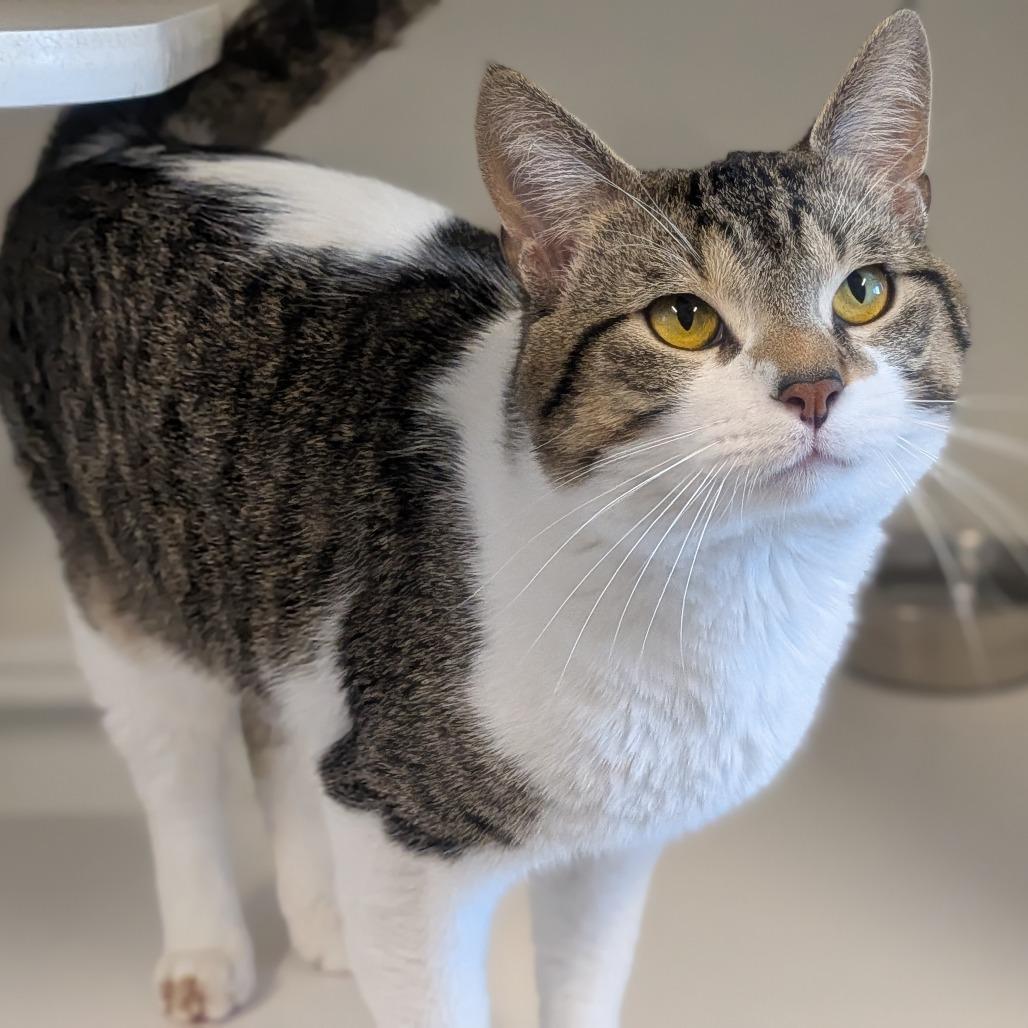 Tink, a Adoptable Domestic Short Hair in Prairie du Chien, WI image 2/3