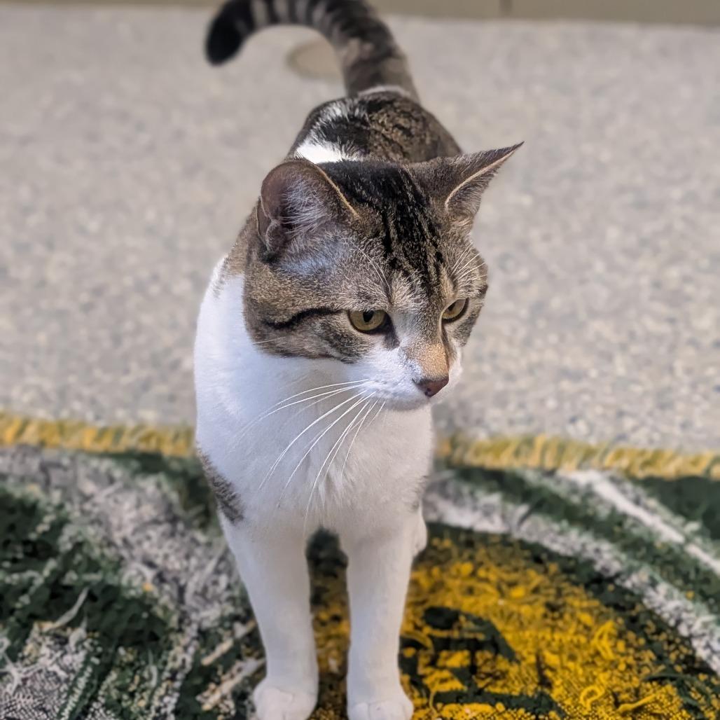 Tink, a Adoptable Domestic Short Hair in Prairie du Chien, WI image 3/3