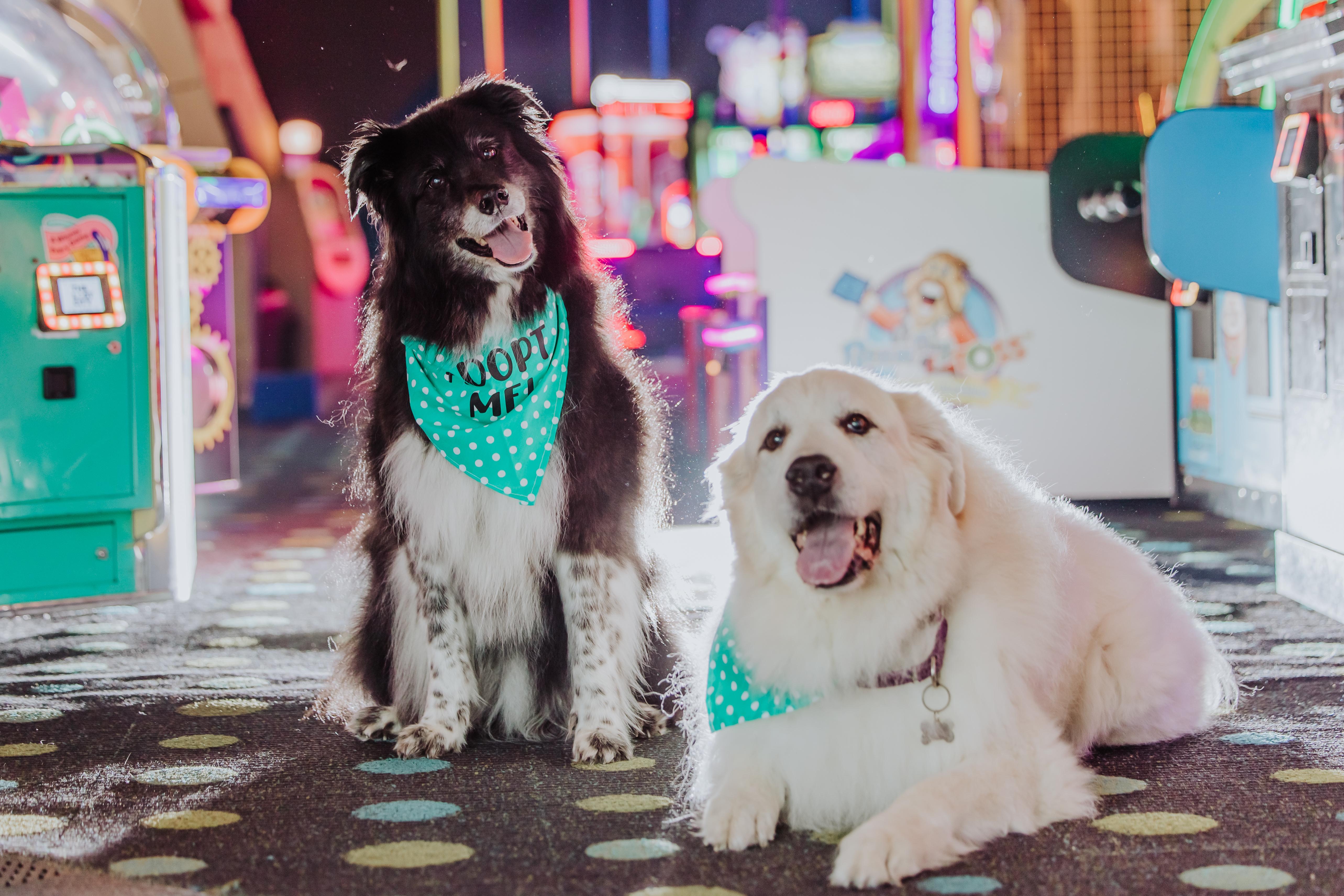 Molly (and Darcy) Free Spirited Sidekick, Adoptable, Senior Female Border Collie & Australian Shepherd.