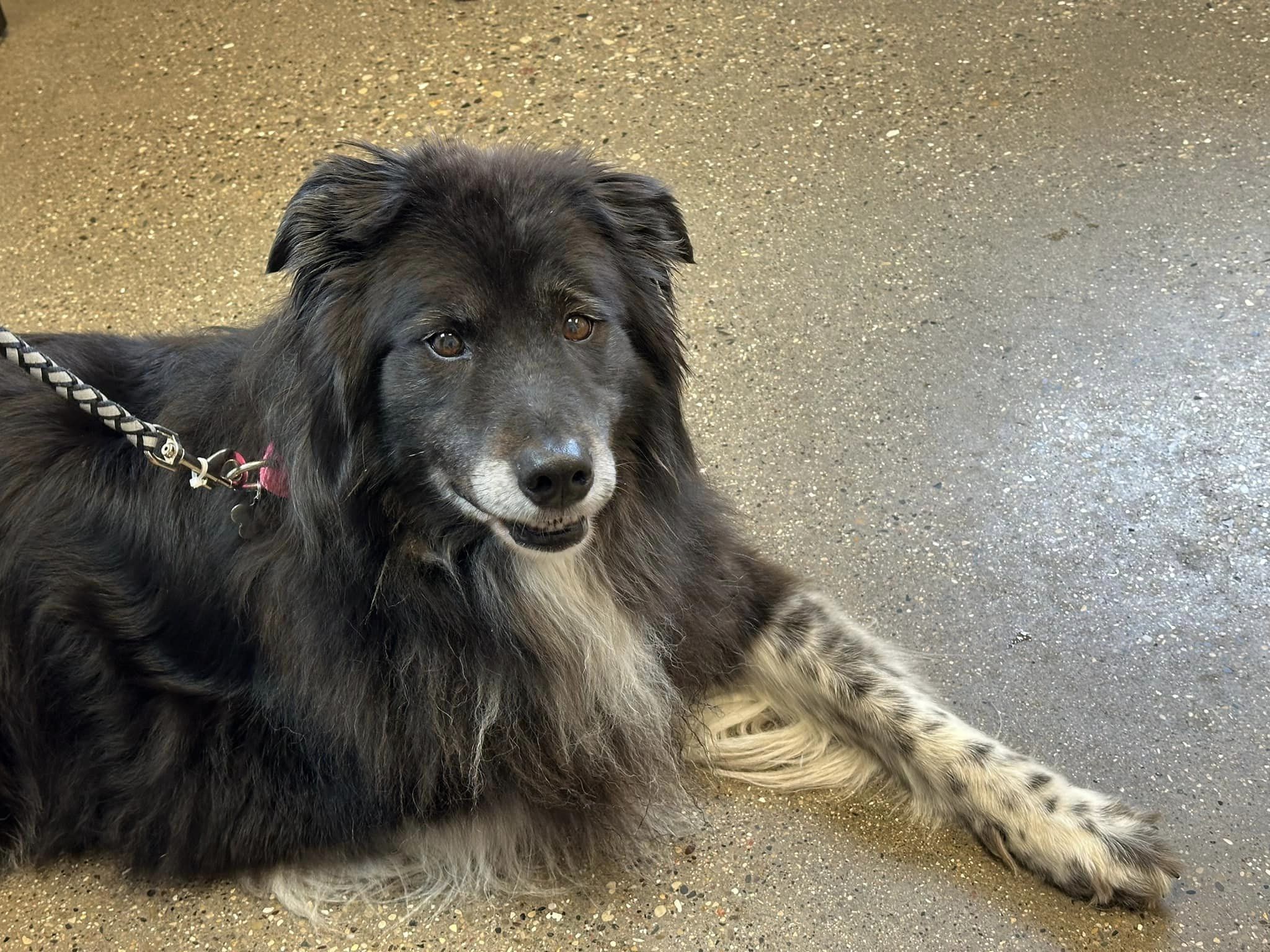 Molly (and Darcy) Free Spirited Sidekick