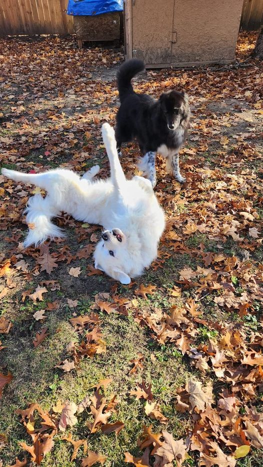 Molly (and Darcy) Free Spirited Sidekick