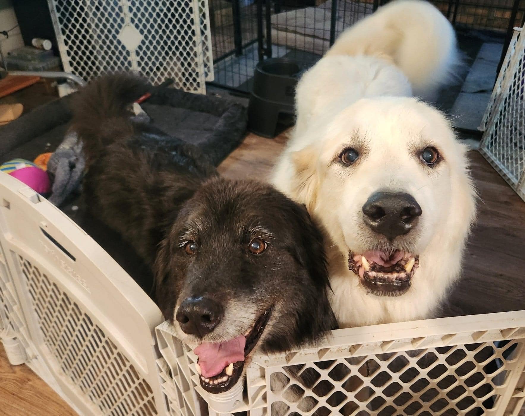 Molly (and Darcy) Free Spirited Sidekick, a Adoptable mixed breed in Holland, MI image 3/6