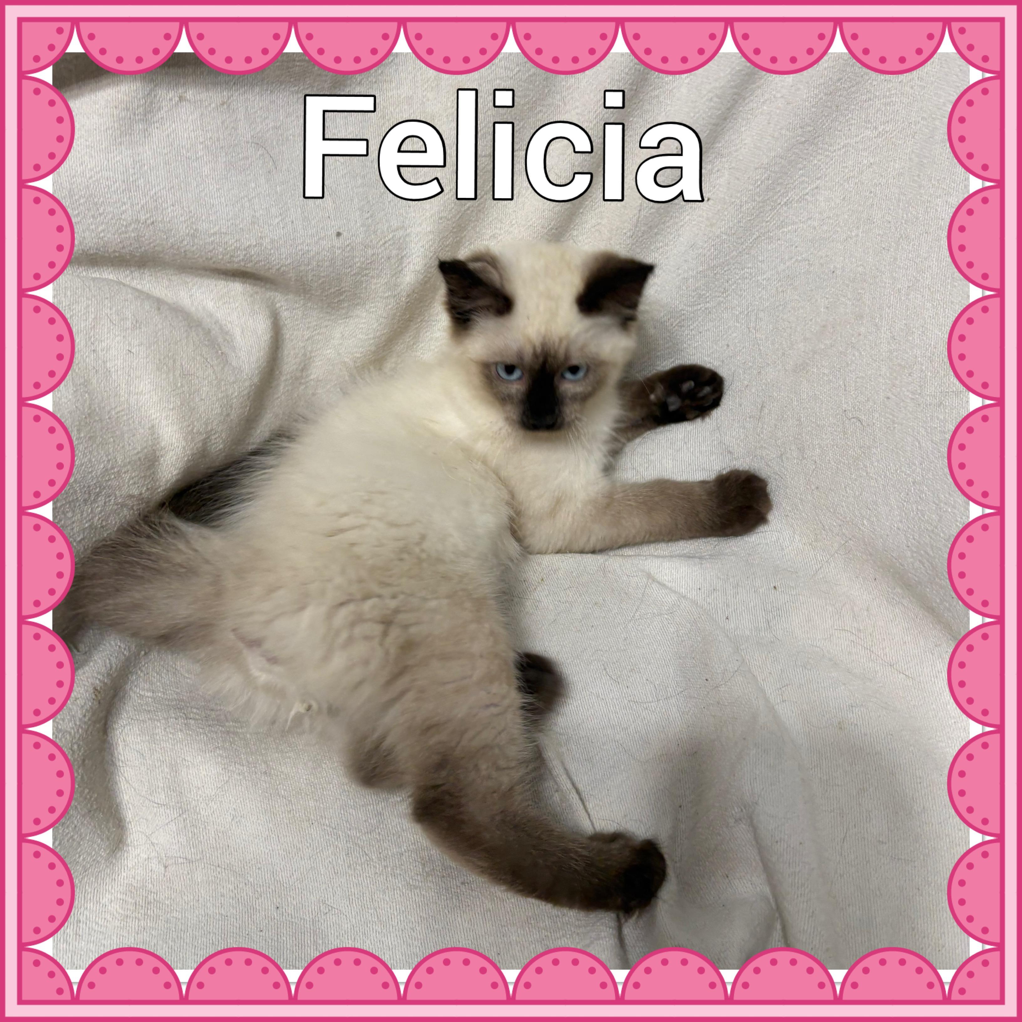 Felicia, an adoptable Himalayan in Lebanon, MO, 65536 | Photo Image 1