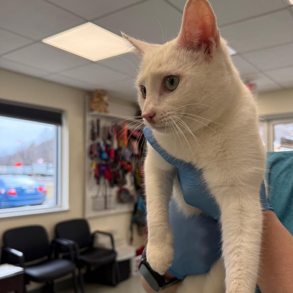 Timmy, Adoptable, Adult Male Domestic Short Hair.