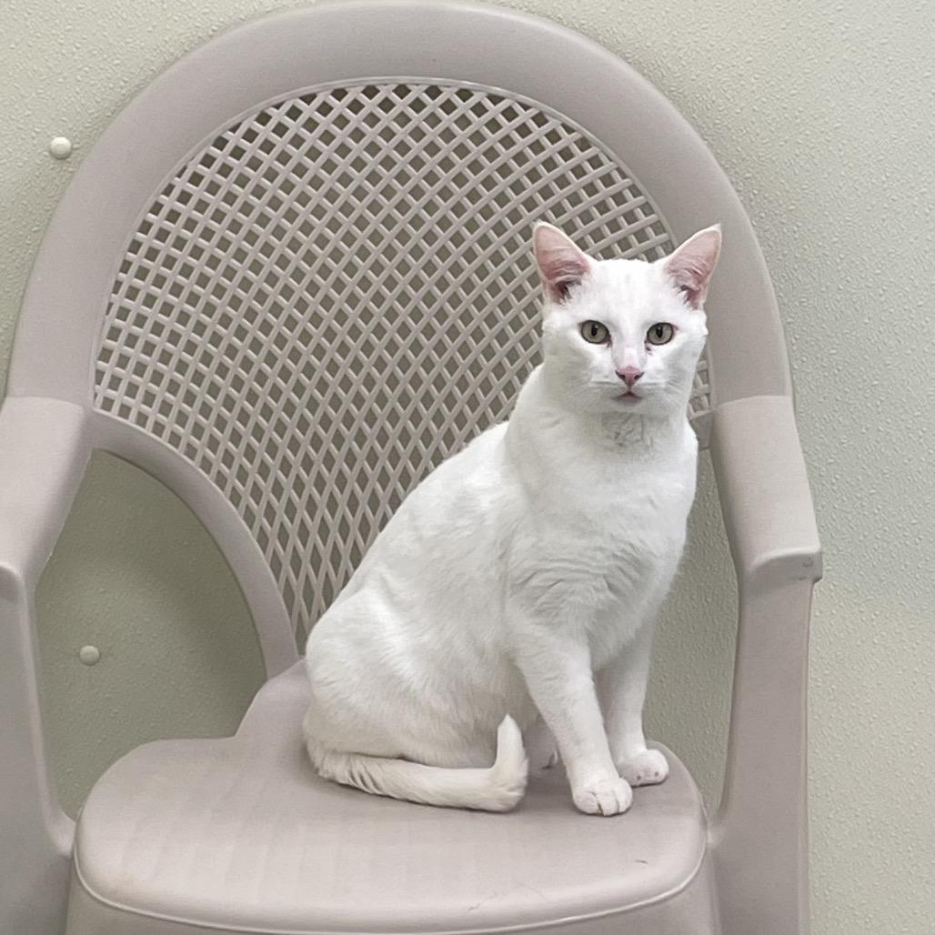 Timmy, a Adoptable mixed breed in Galax, VA image 2/5