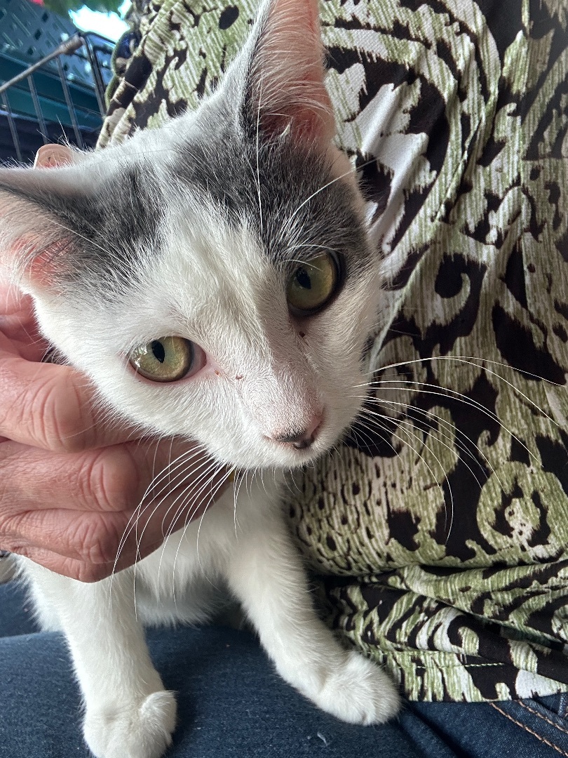 Enlarge Lydia, an adoptable Domestic Short Hair in Oceanside, CA image 2/5