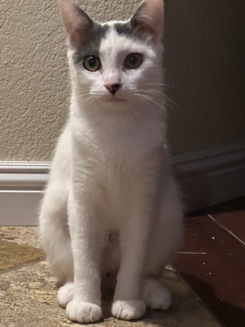 Enlarge Lydia, an adoptable Domestic Short Hair in Oceanside, CA image 3/5