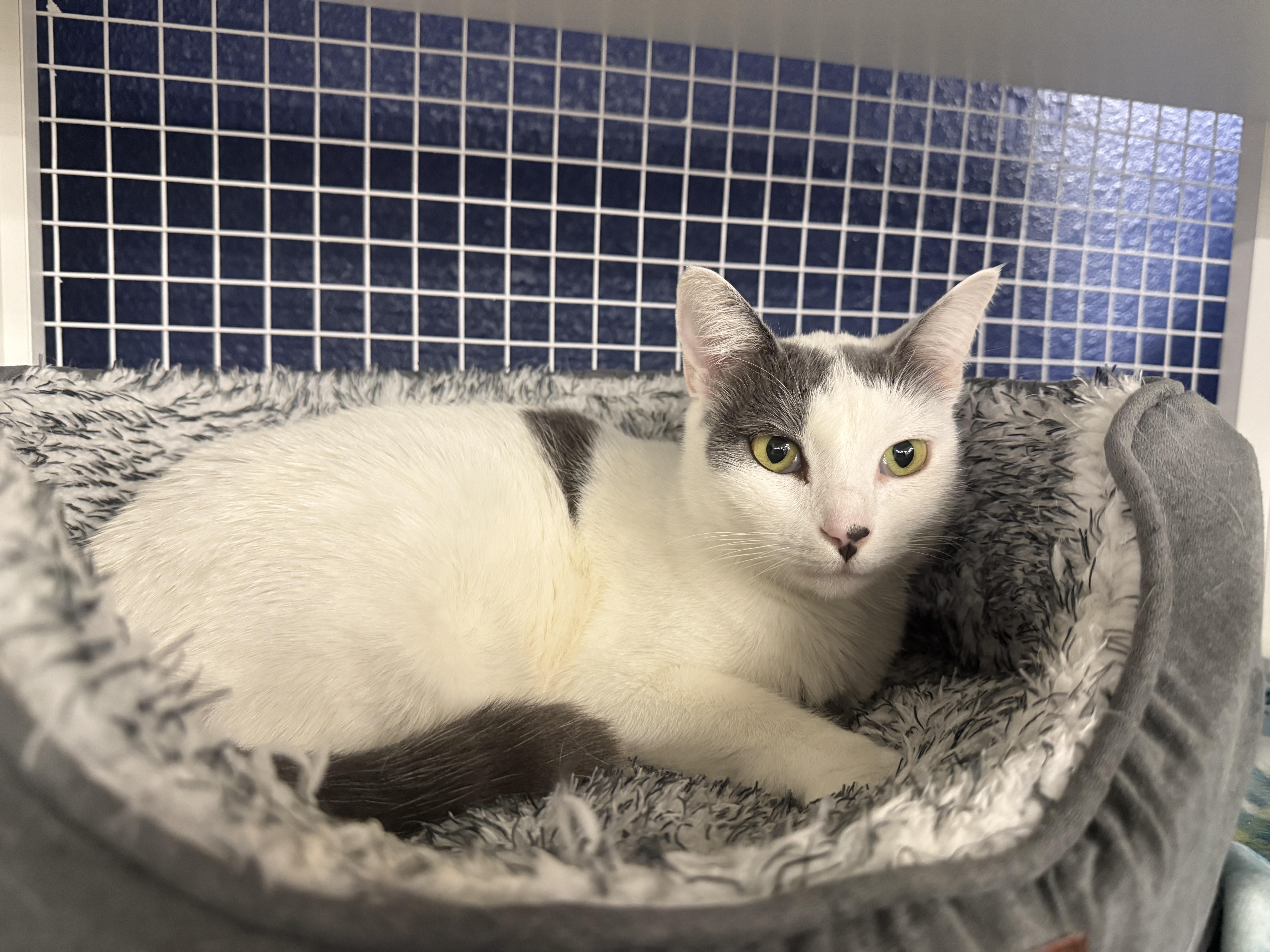 Lydia, adoptable, Adult Female Domestic Short Hair.