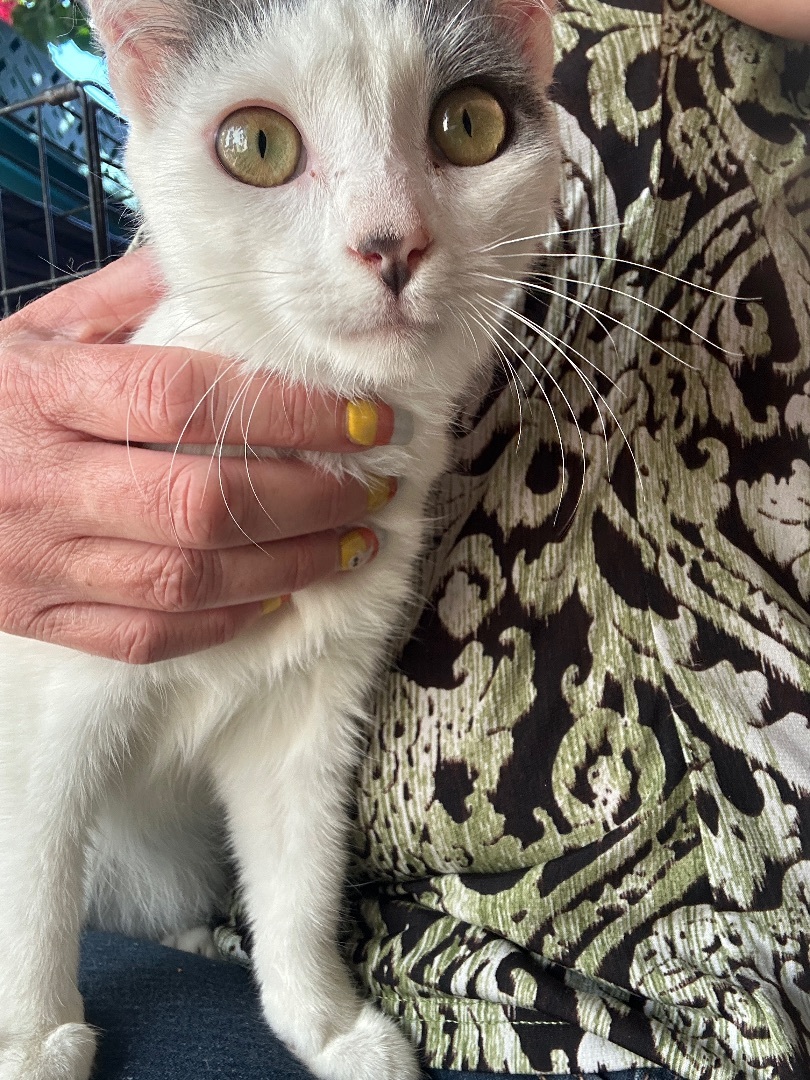 Enlarge Lydia, an adoptable Domestic Short Hair in Oceanside, CA image 4/5