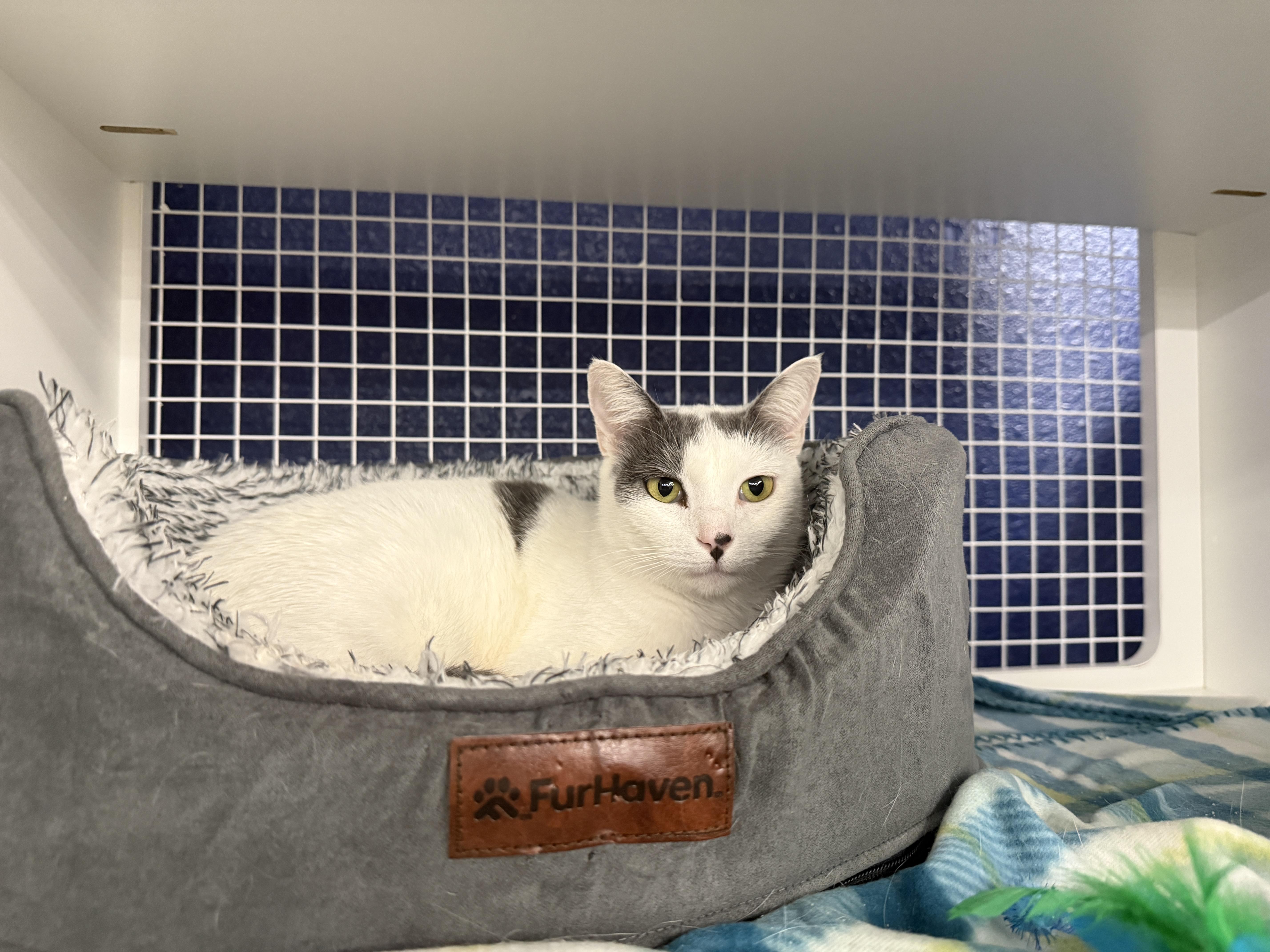 Enlarge Lydia, an adoptable Domestic Short Hair in Oceanside, CA image 5/5