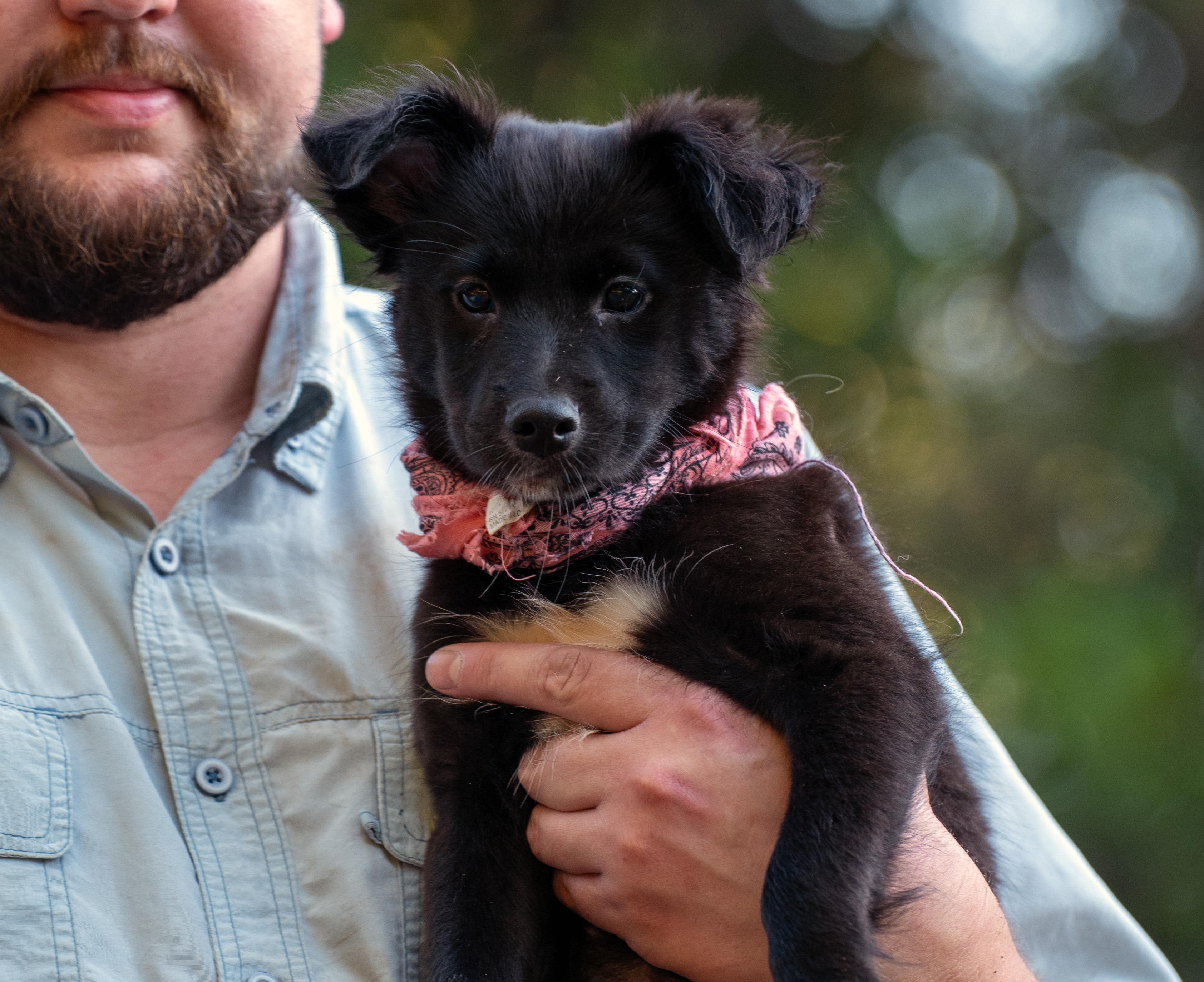 Enlarge Nova, a Adopted mixed breed in Willington, CT image 6/6