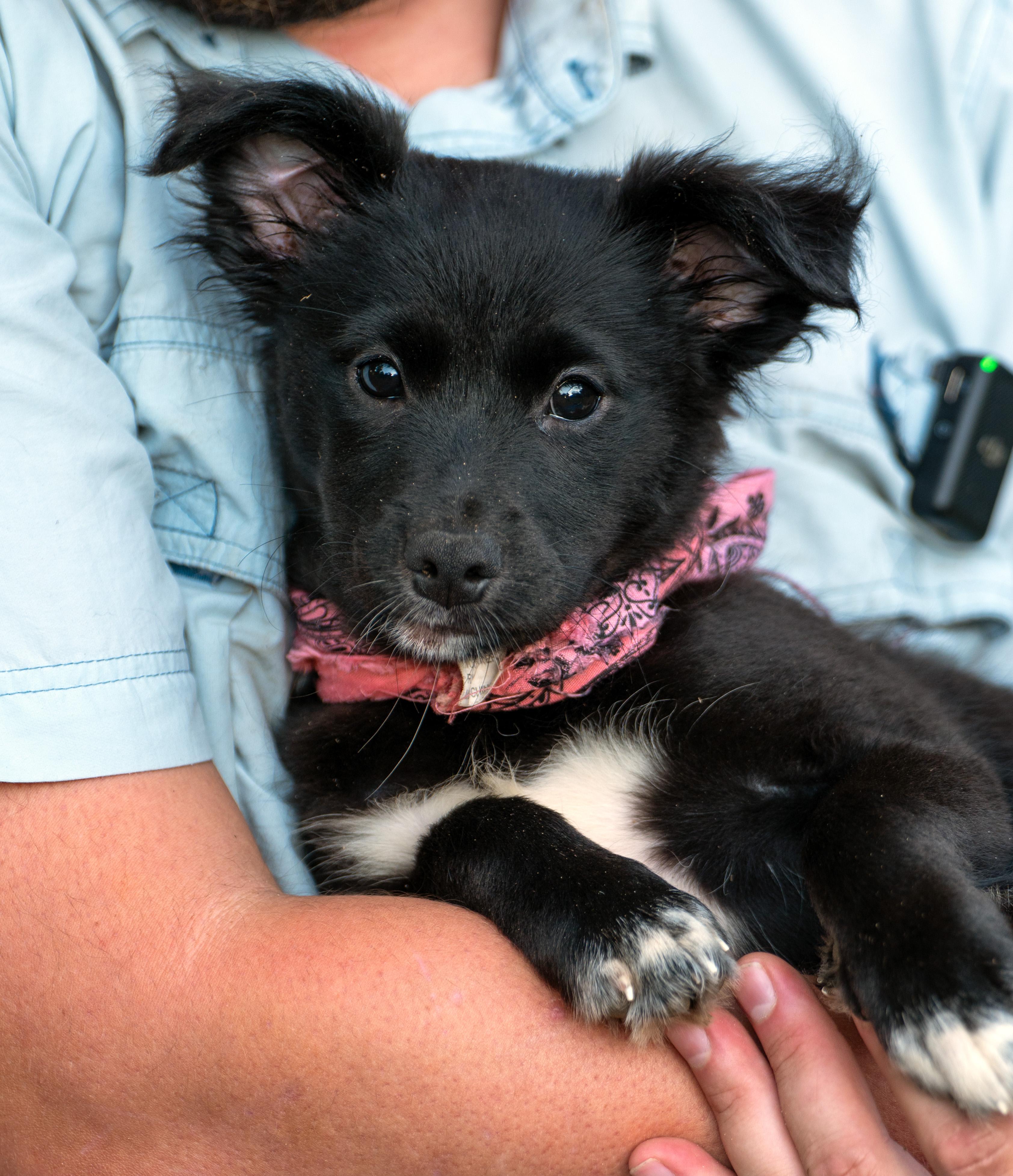 Nova, Adoptable, Puppy Female Border Collie.