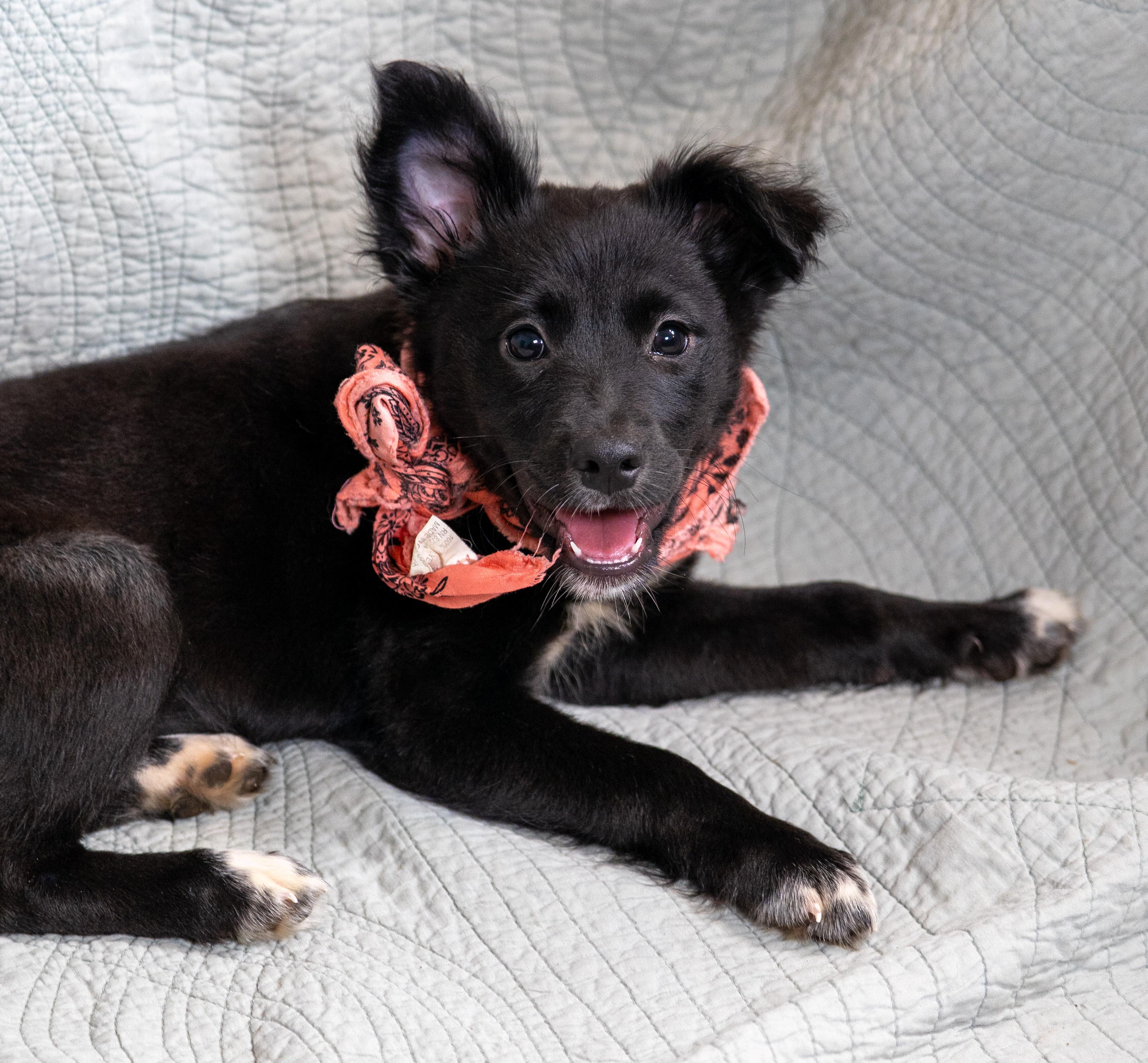 Enlarge Nova, a Adopted mixed breed in Willington, CT image 3/6