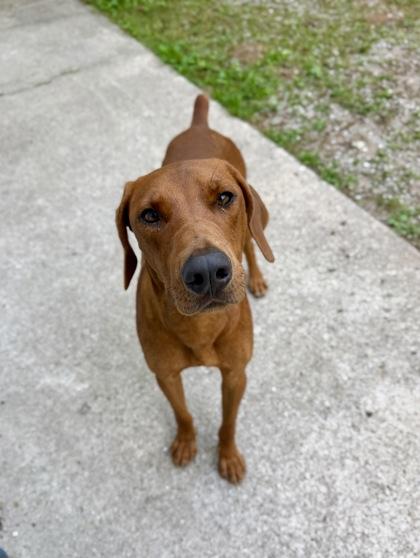 Pluto, Adoptable, Adult Male Redbone Coonhound & Mixed Breed.