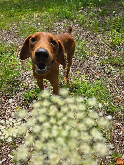 Pluto, a Adoptable mixed breed in Harbor Springs, MI image 2/3