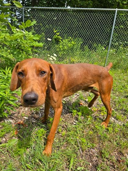 Pluto, a Adoptable mixed breed in Harbor Springs, MI image 3/3
